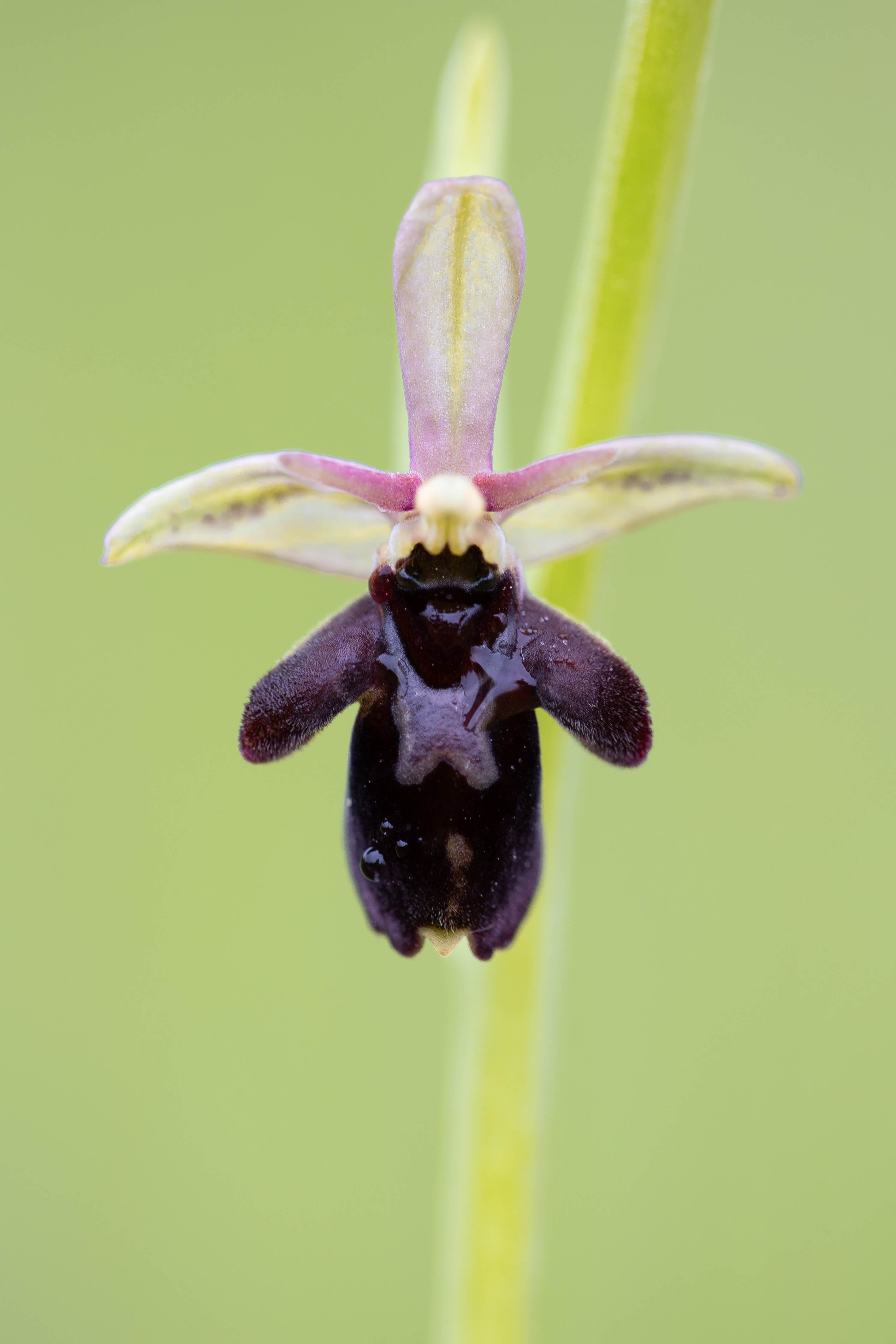  Late Spider-orchid (Ophrys fuciflora)