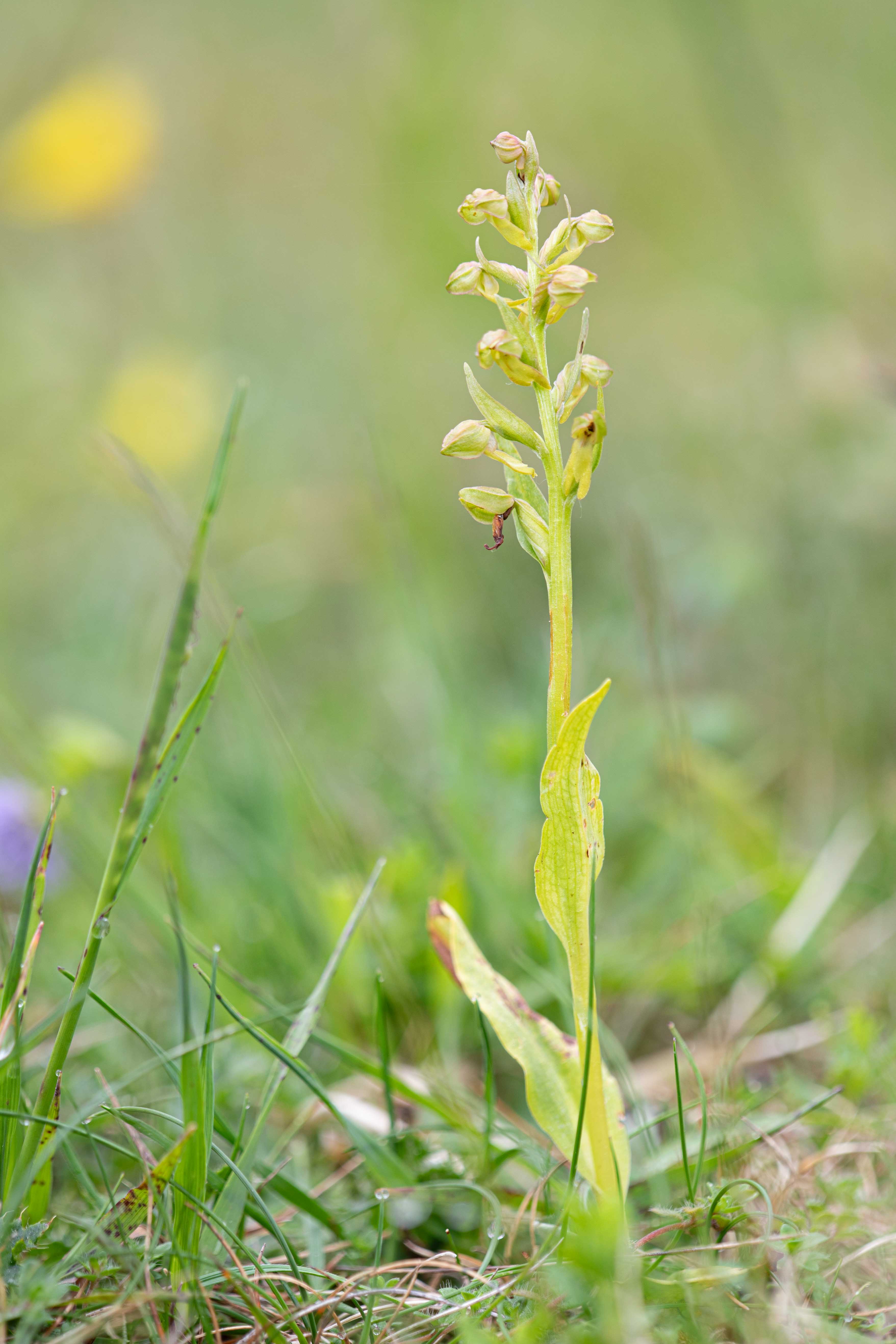 Frog Orchid (Dactylorhiza viridis)