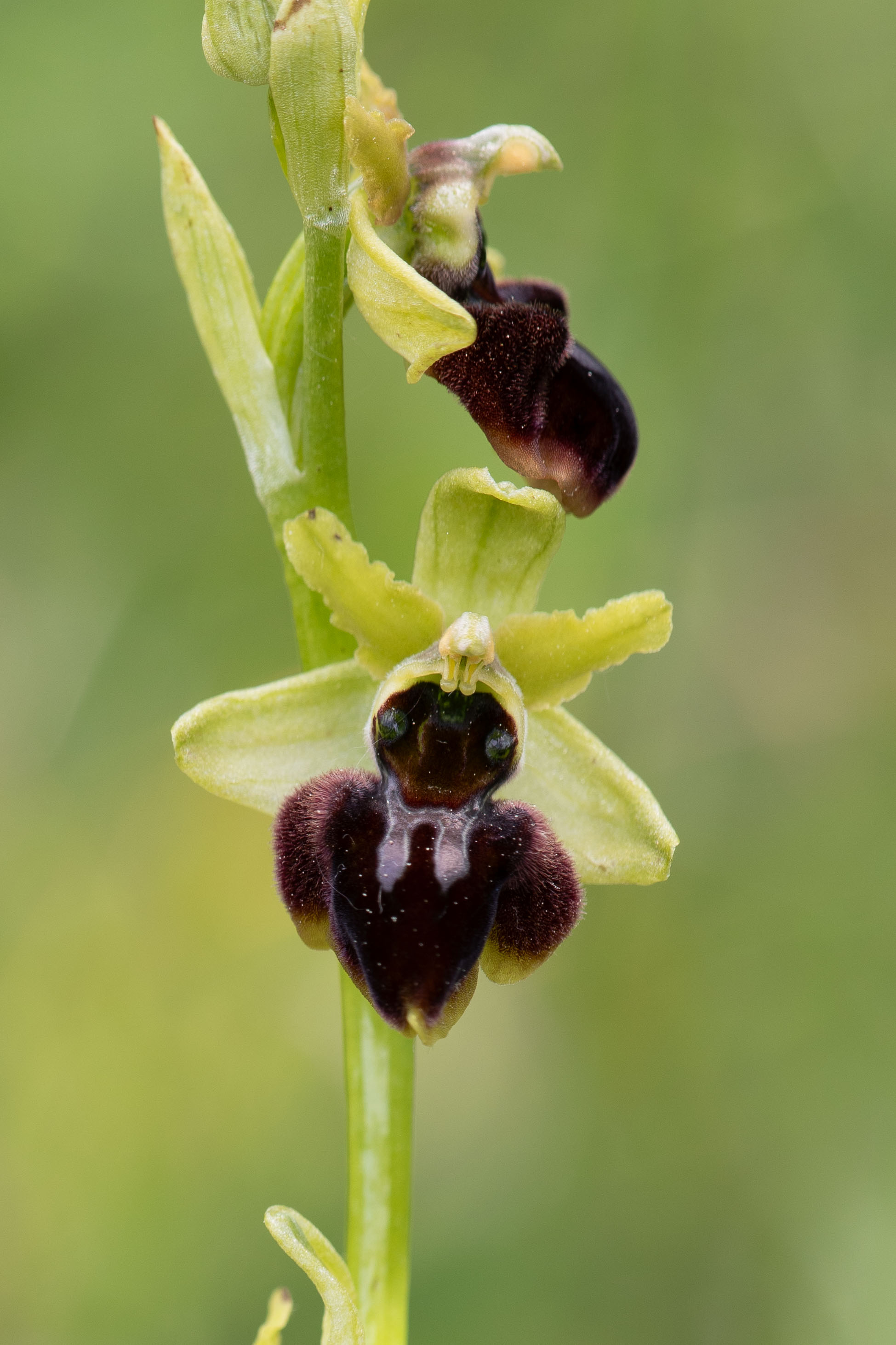 Spider Orchid (Ophrys aranifera)