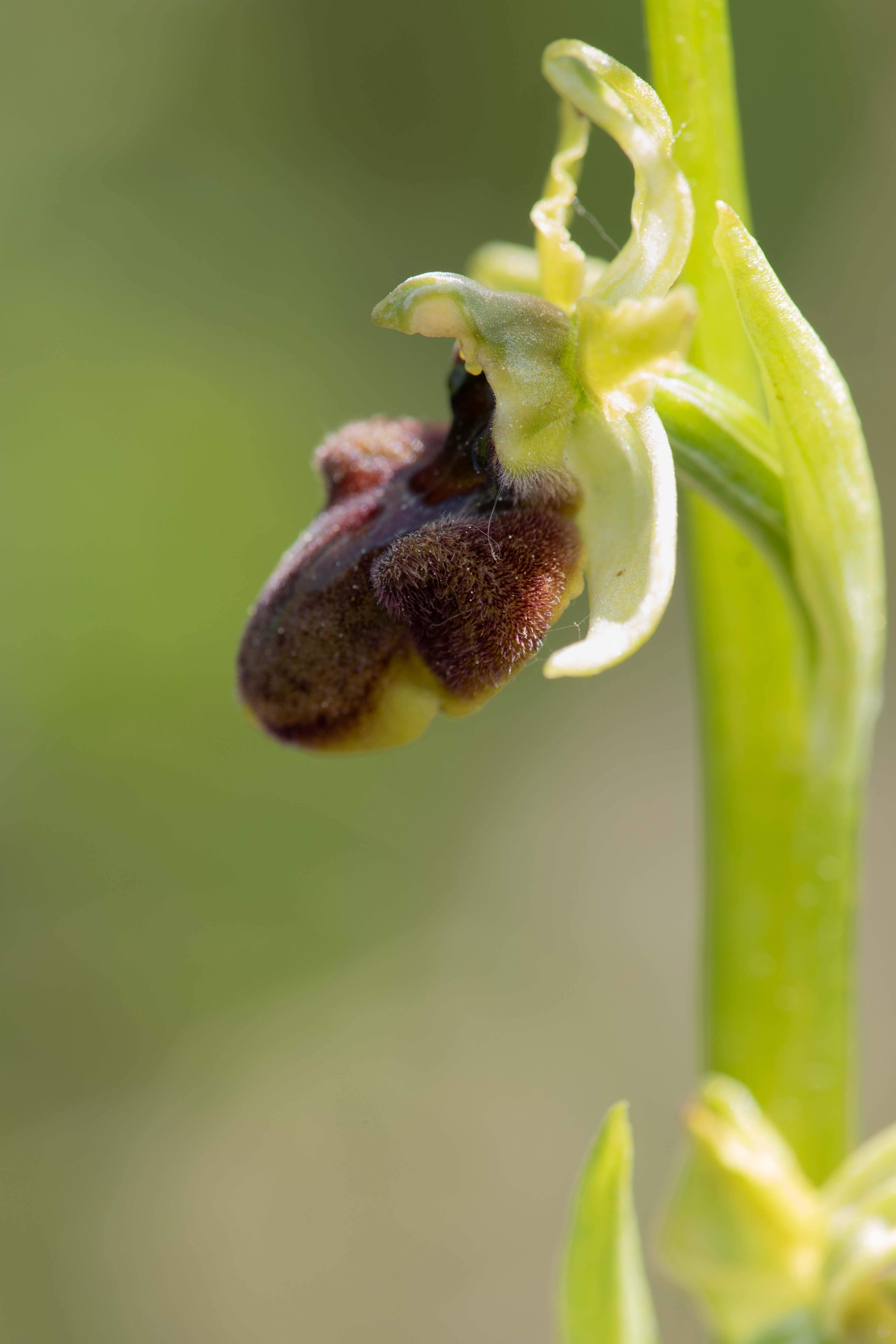 Spider Orchid (Ophrys aranifera)