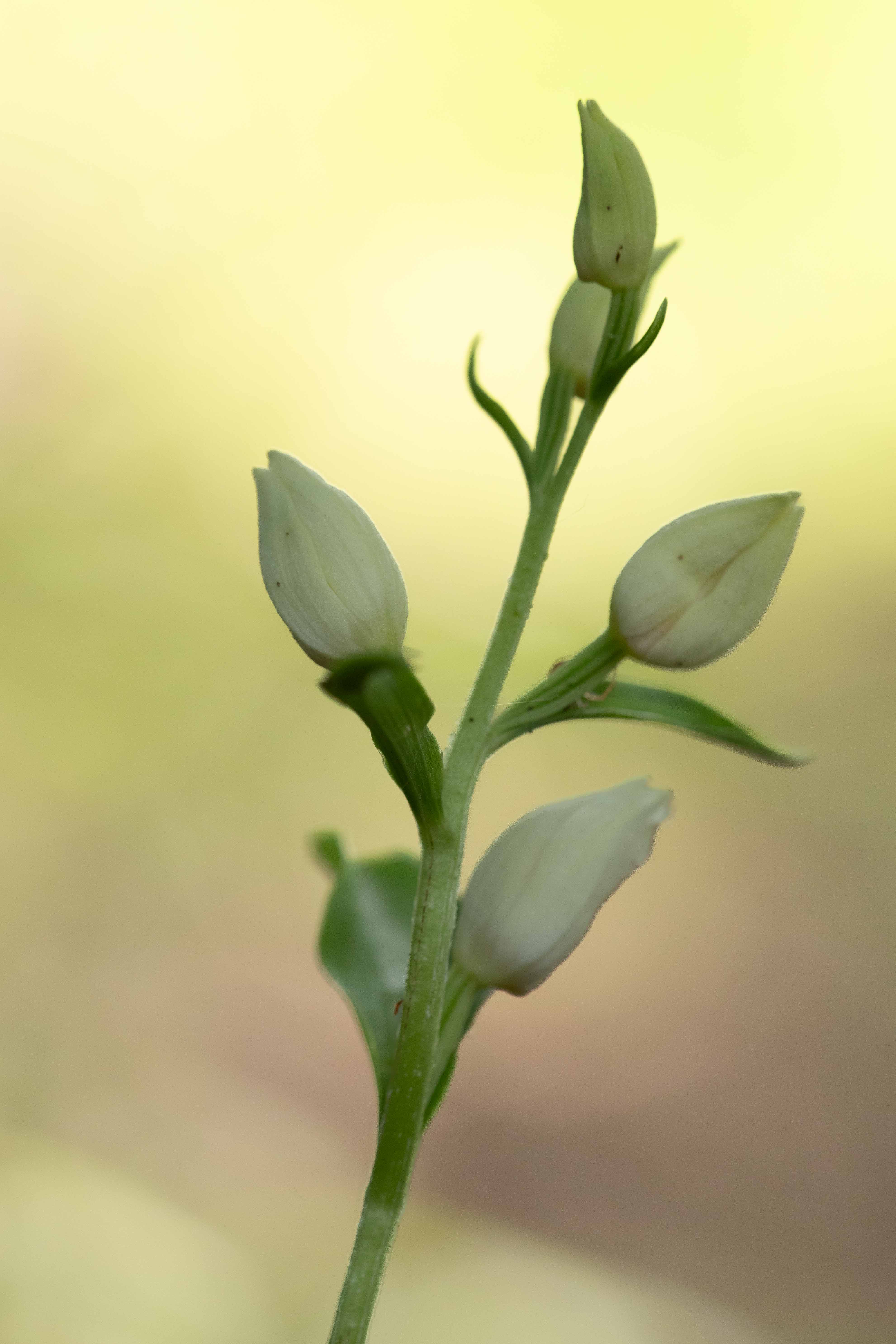 White helleborine (Cephalanthera damasonium)