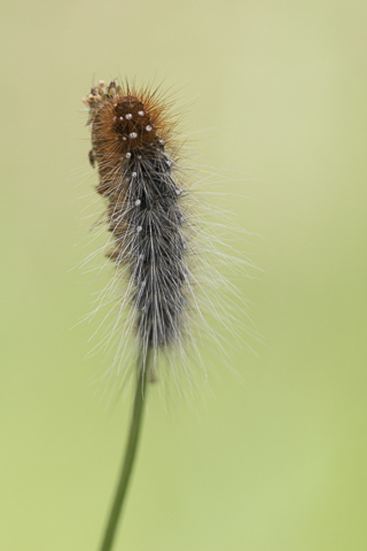 Caterpillar - Garden tiger (Arctia caja) - 6/2019 - Mengerschied (G)