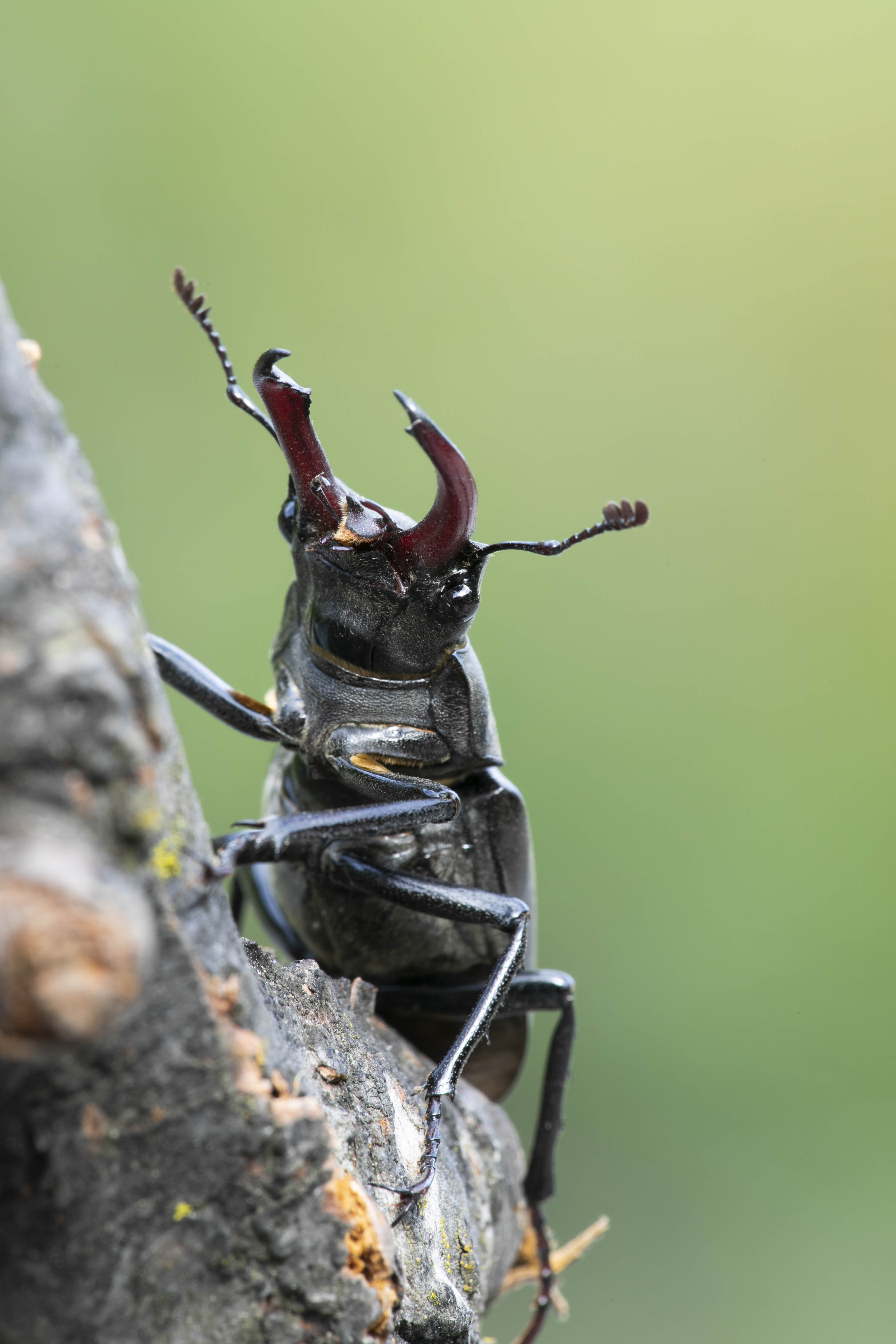 European stag beetle (Lucanus cervus) - 7/2020 - Bonatchiesse (CH)