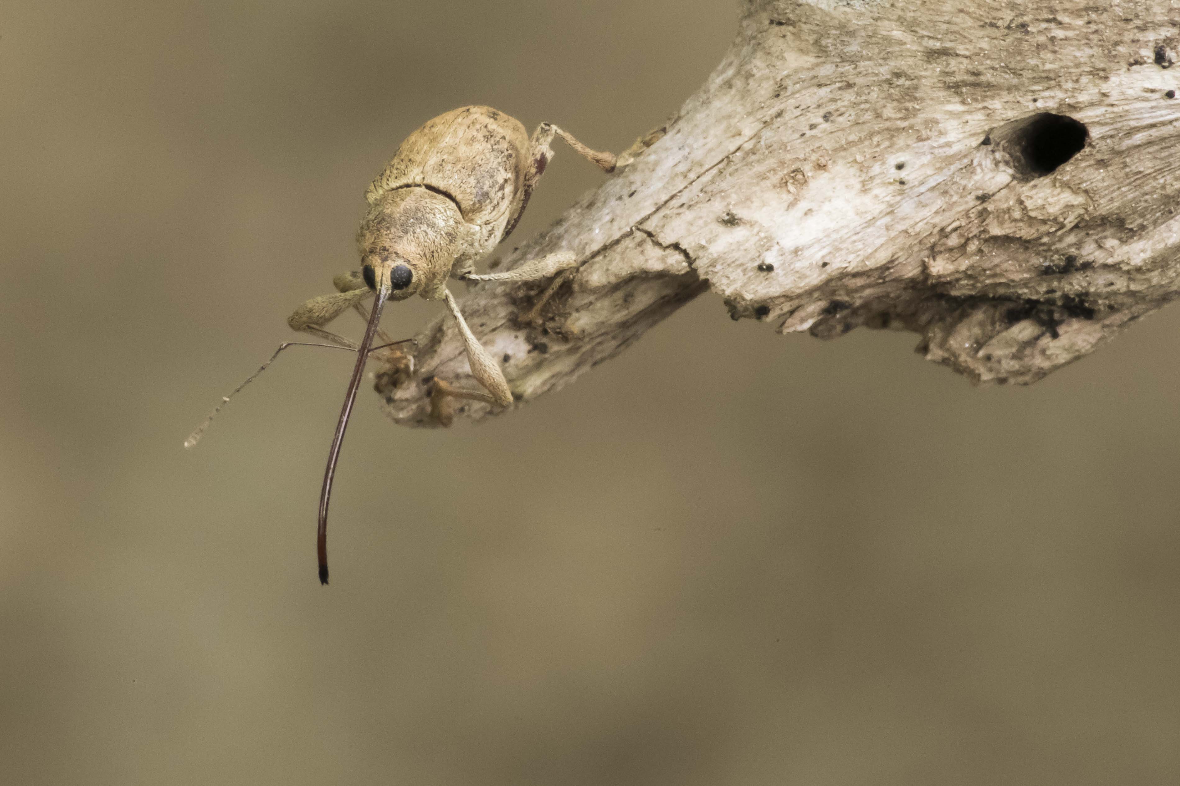 chestnut weevil (Curculio elephas) - 9/2020 - Saint-Germain-de-Calberte (FR)