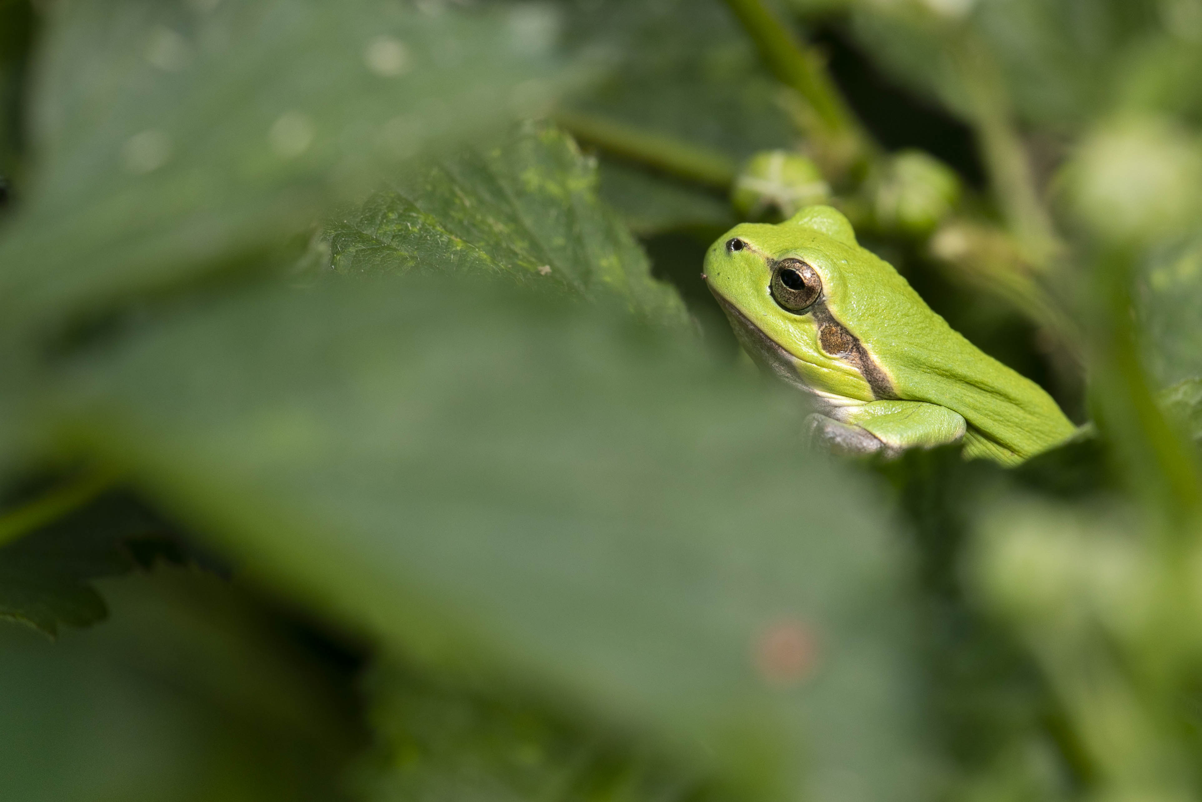 European Tree Frog (Hyla arborea) - 6/2021 - Diepenbeek (B)