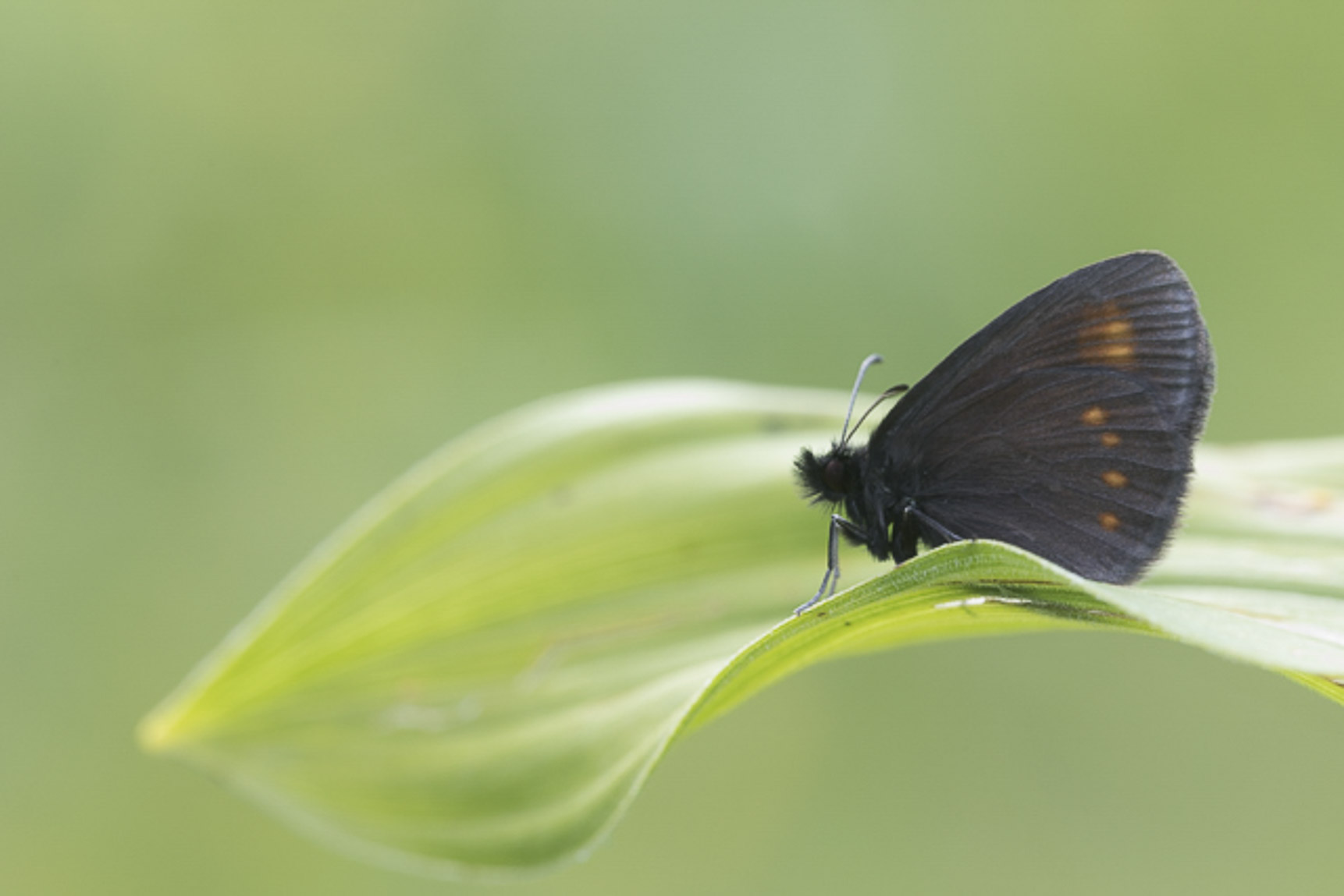 Blinde bergerebia (Erebia parthe)