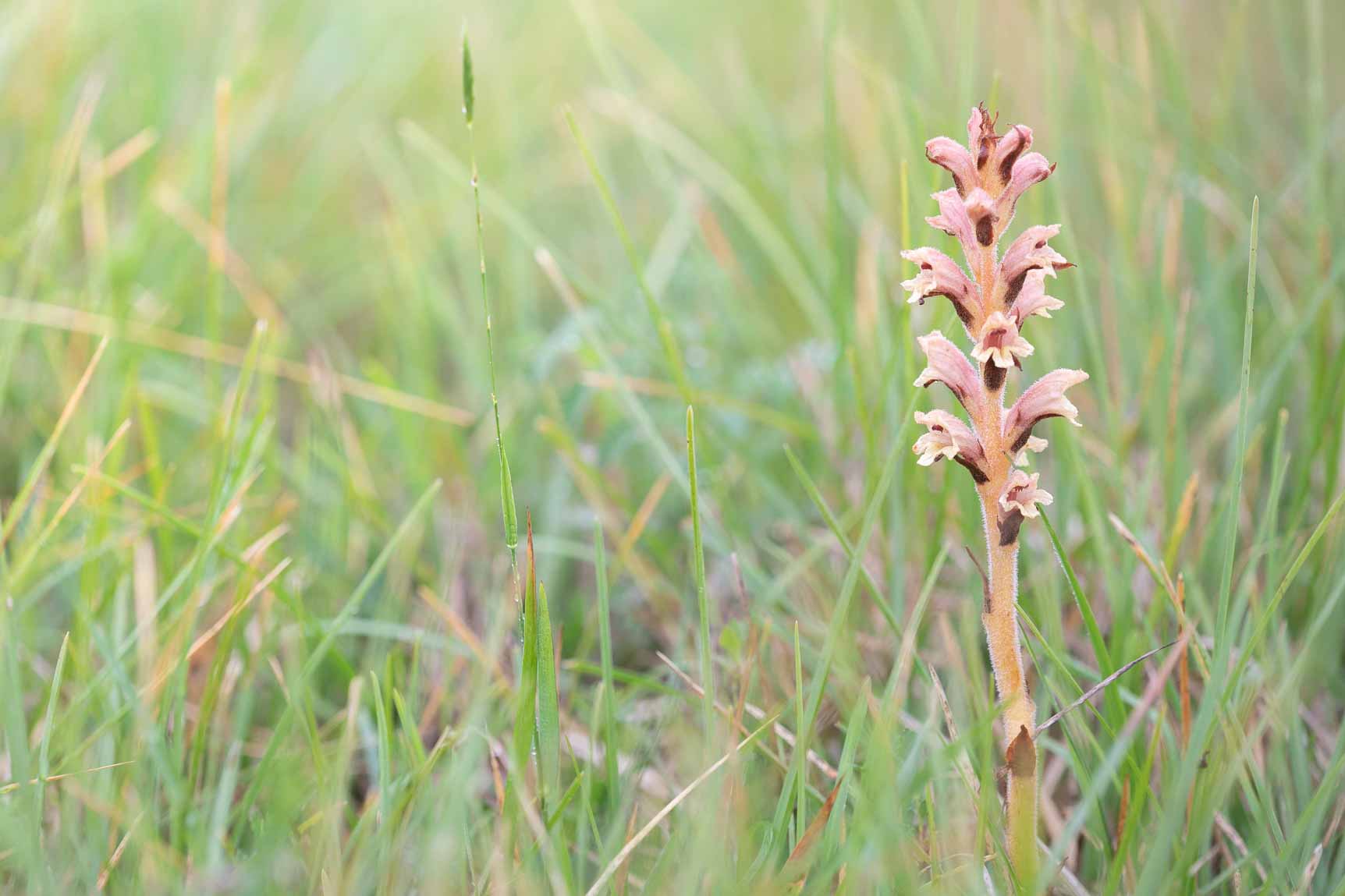 Walstrobremraap (Orobanche caryophyllacea)