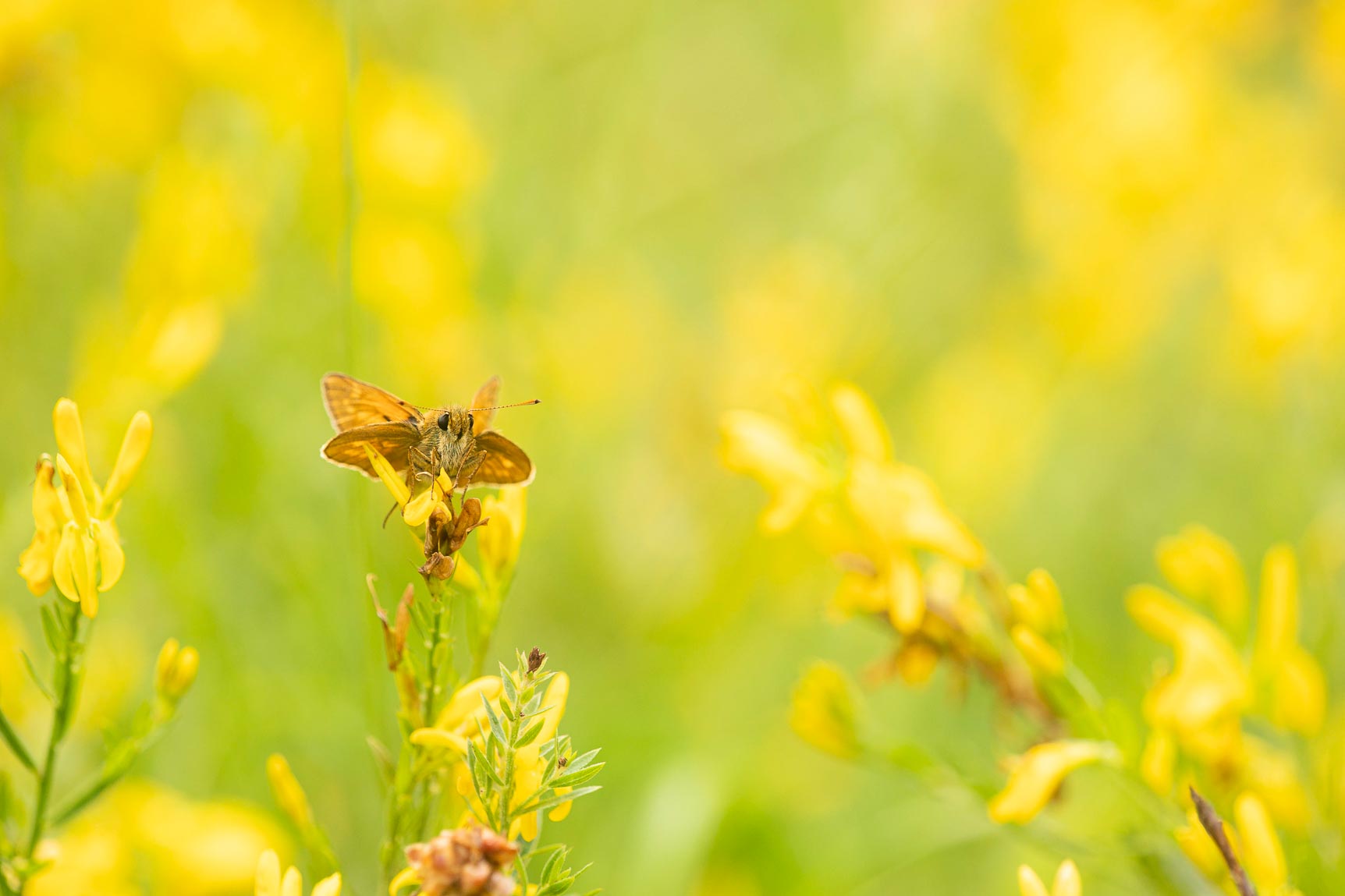 Groot dikkopje (Ochlodes venatus)