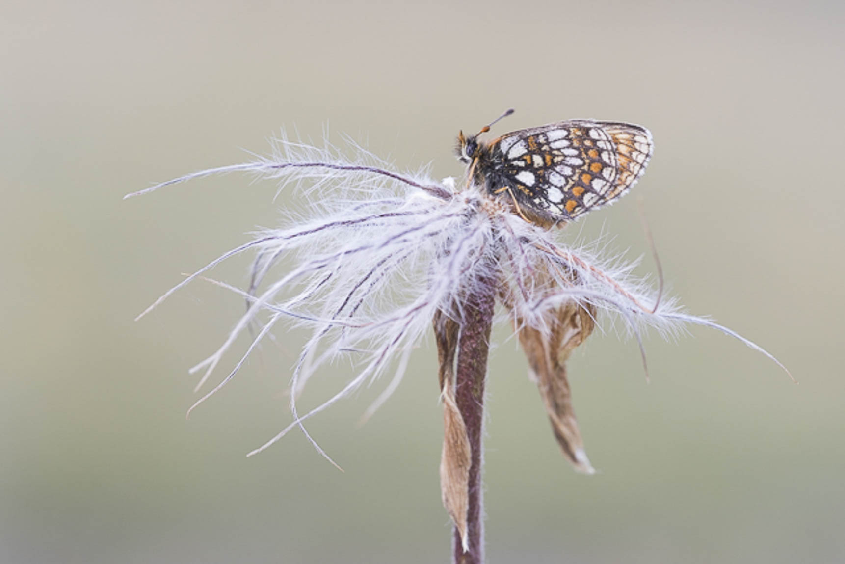 Alpenparelmoervlinder (Mellicta varia)