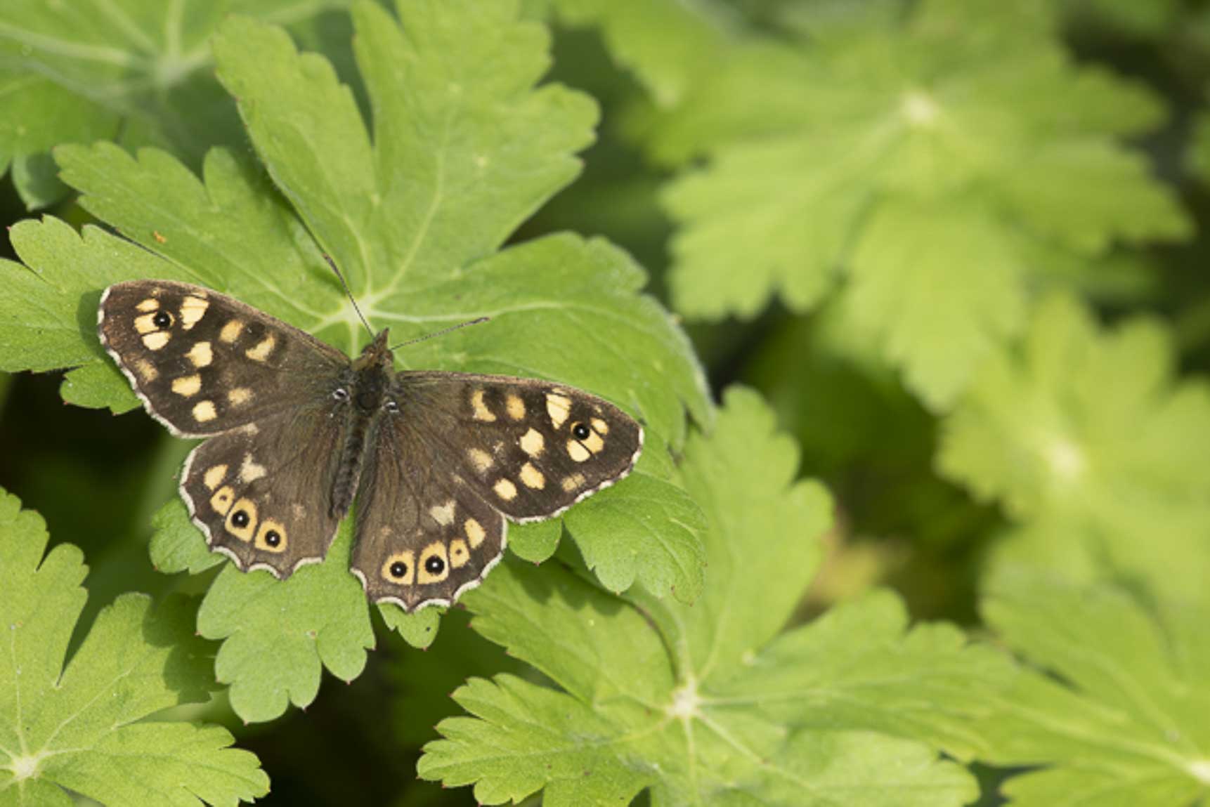 Speckled wood (Pararge aegeria)