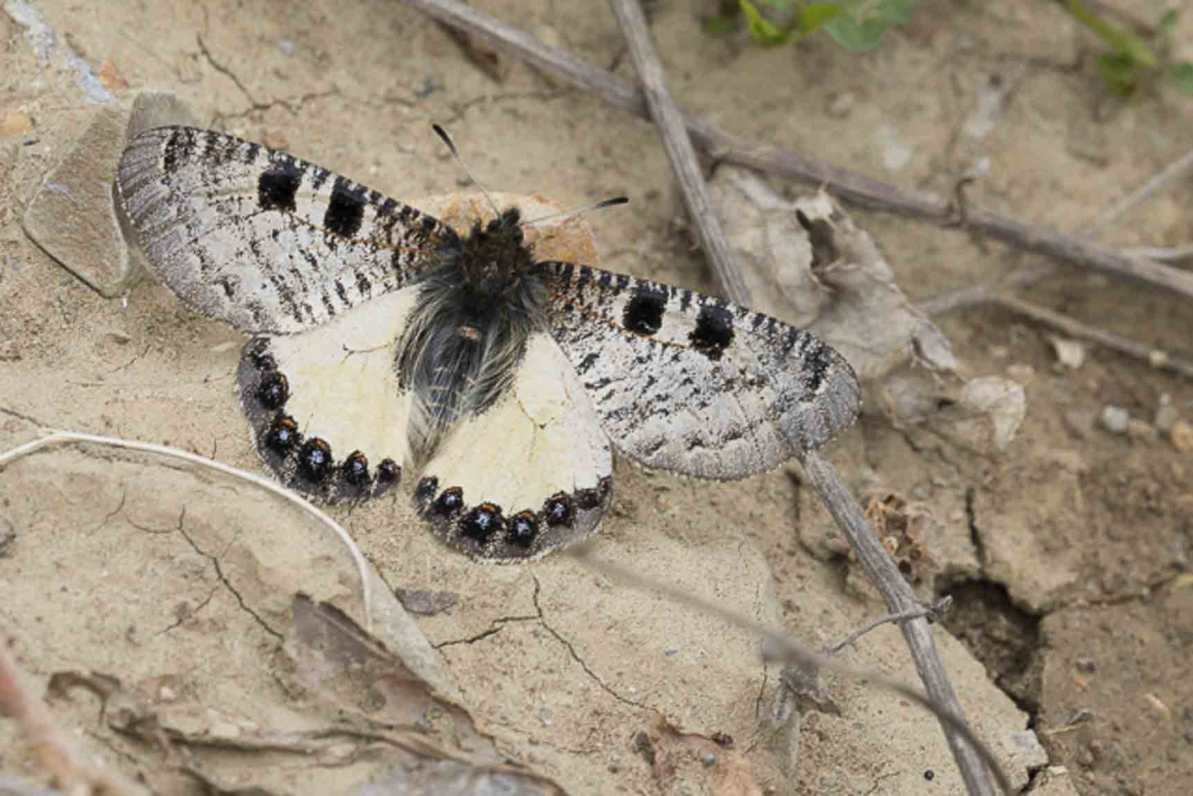 Pijpbloemapollo (Archon apollinus)