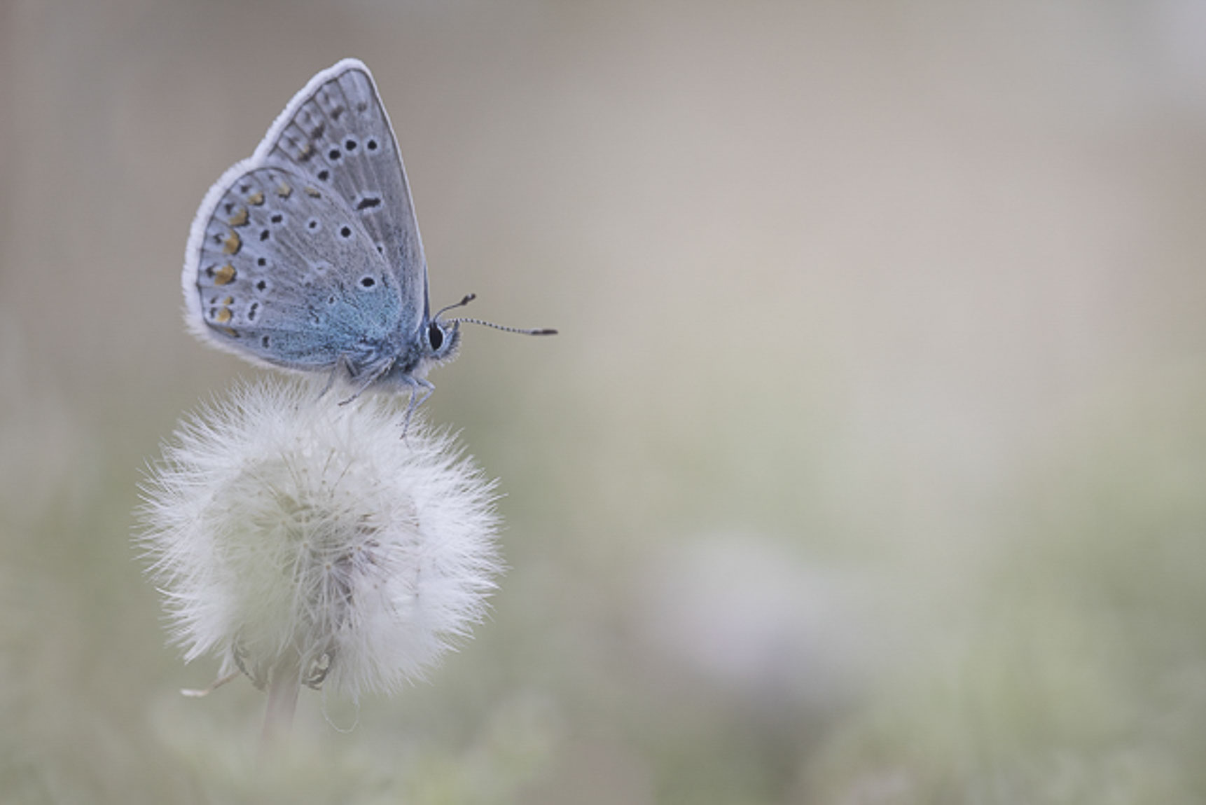 Common blue (Polyommatus icarus)