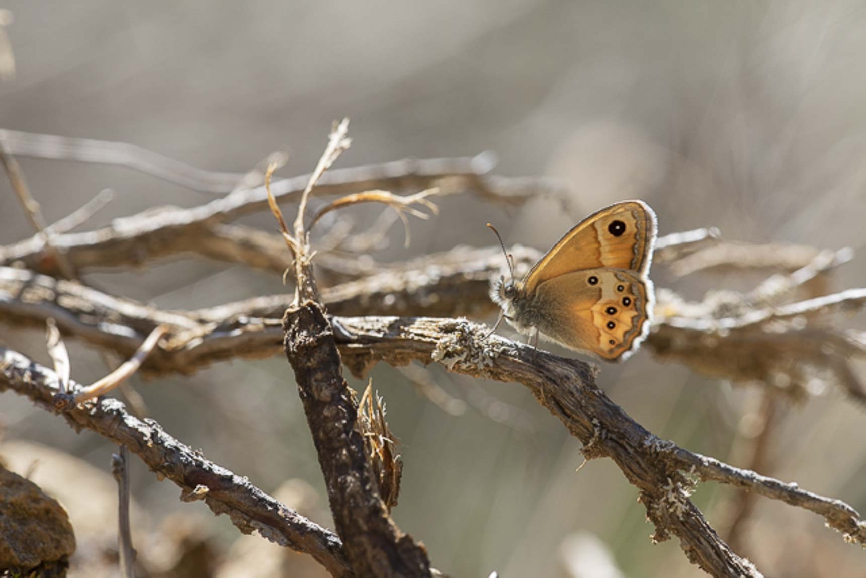 Dusky heath (Coenonympha dorus)