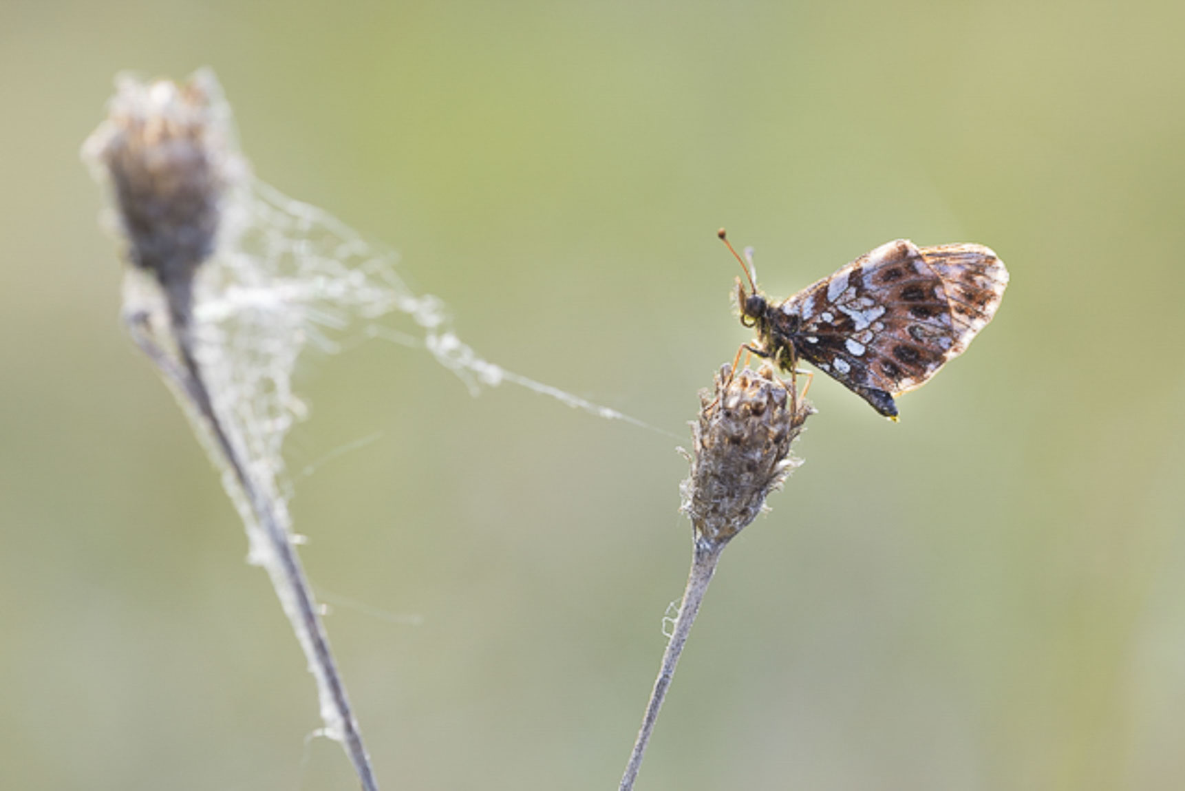 Paarse parelmoervlinder (Boloria dia)