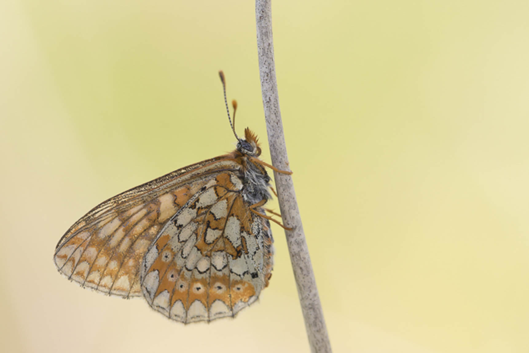 Marsh fritillary (Eurodryas aurinia)