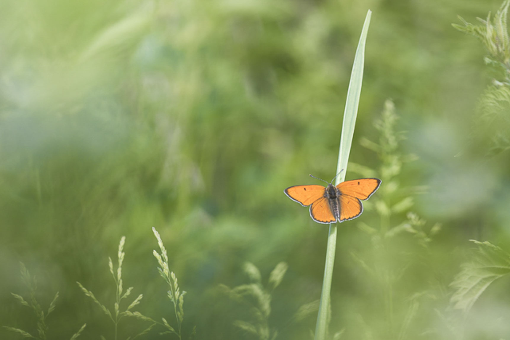 Large Copper (Lycaena dispar)