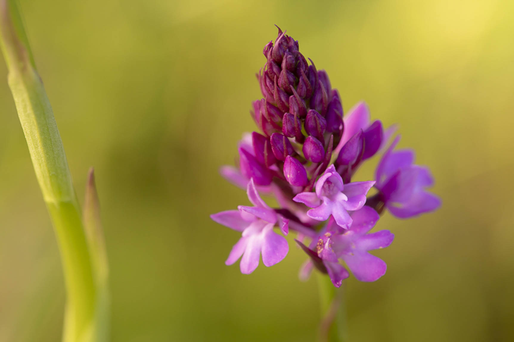 Pyramidal orchid (Anacamptis pyramidalis)