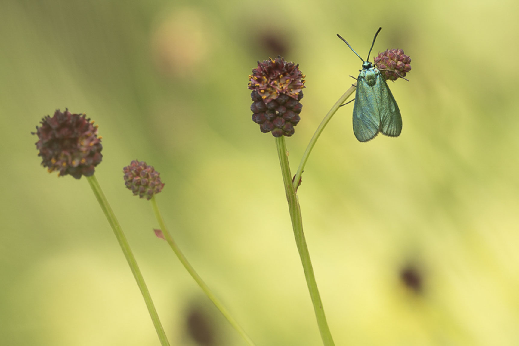 Green forester (Adscita statices)