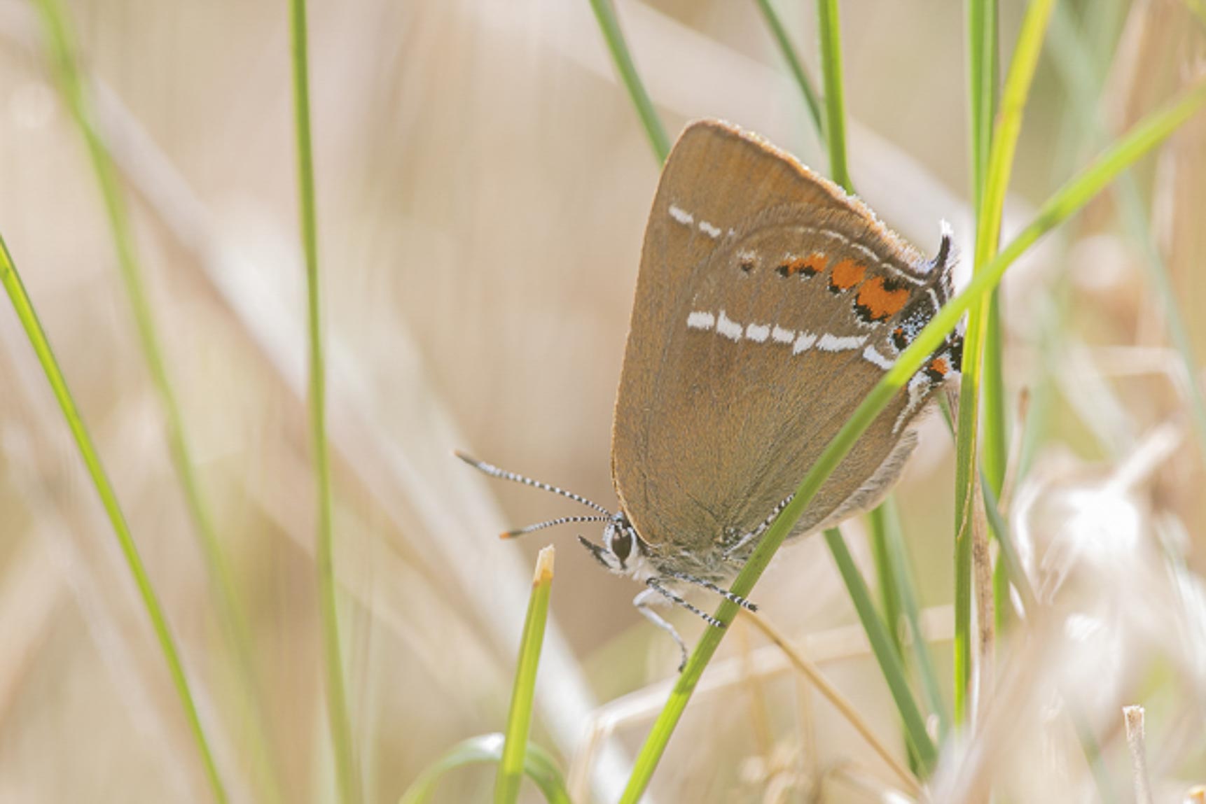 Wegedoornpage (Satyrium spini)