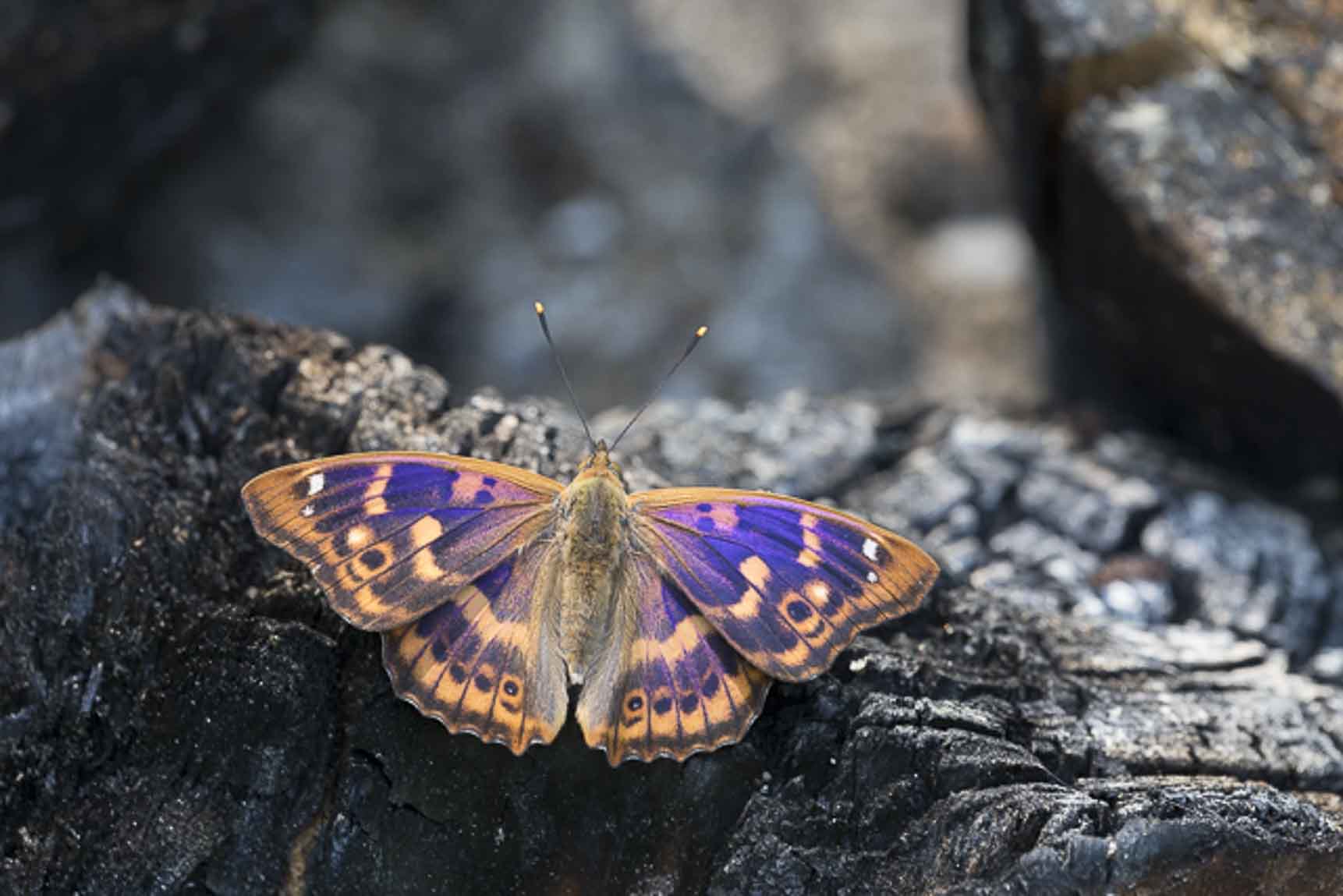 Lesser purple emperor (Apatura ilia)