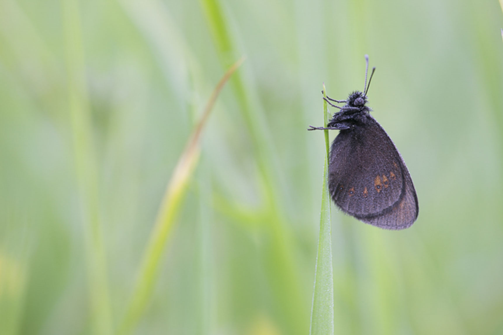 Amandeloogerebia (Erebia alberganus)