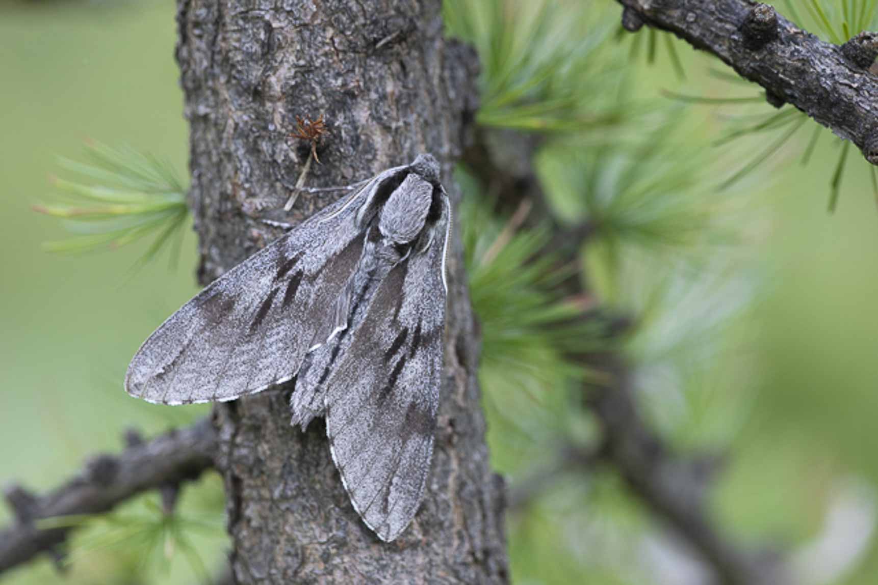 Pine Hawk-mot (Sphynx pinastri)