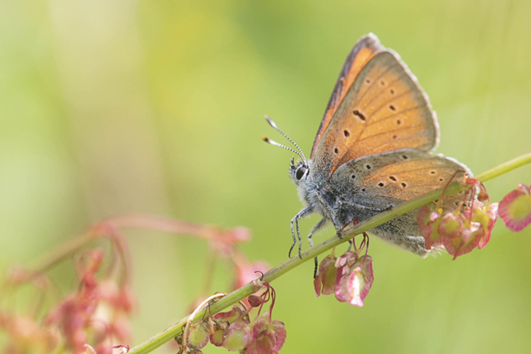 Purple edged copper (Lycaena hippothoe)