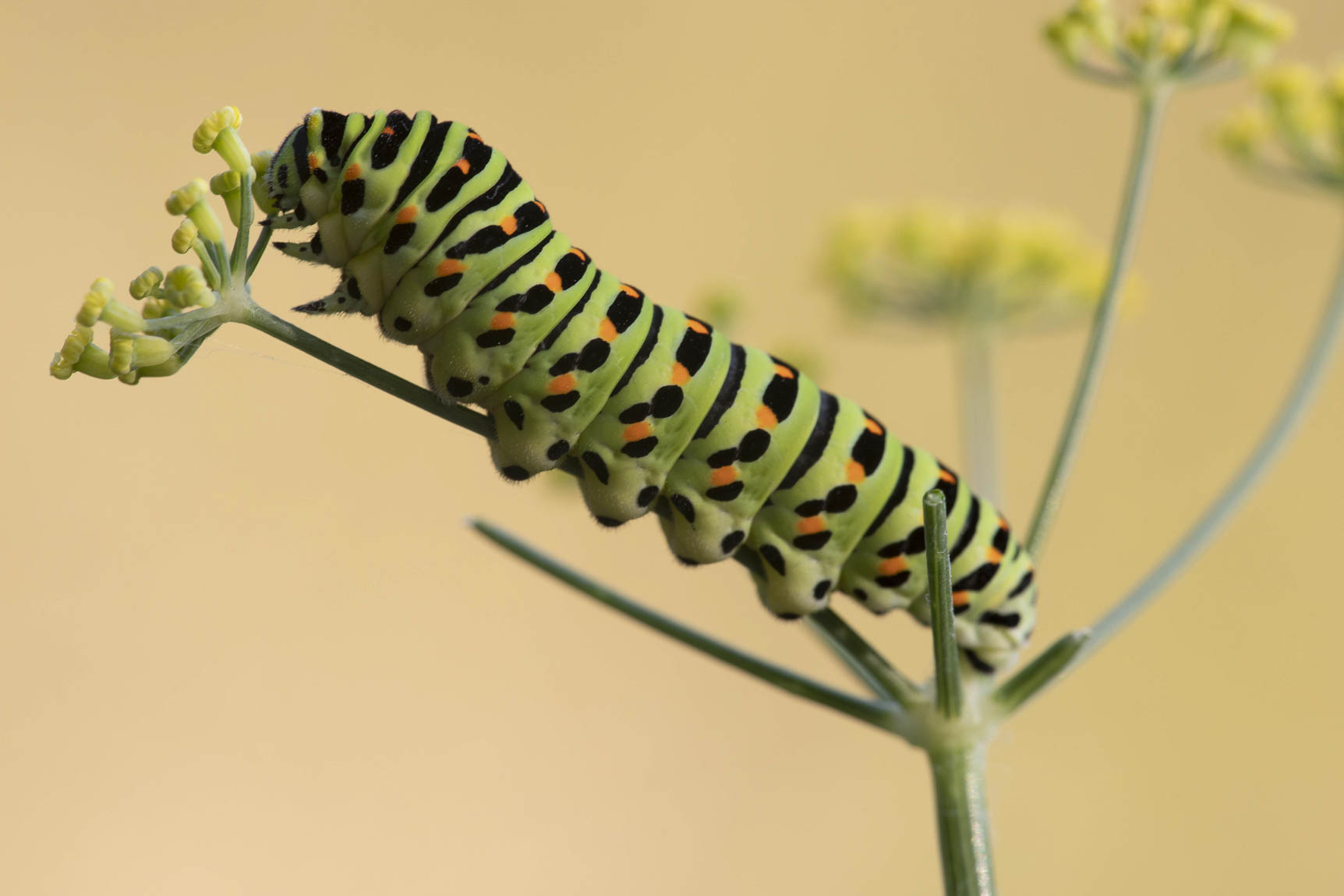 Koniginnepage (Papilio machaon)