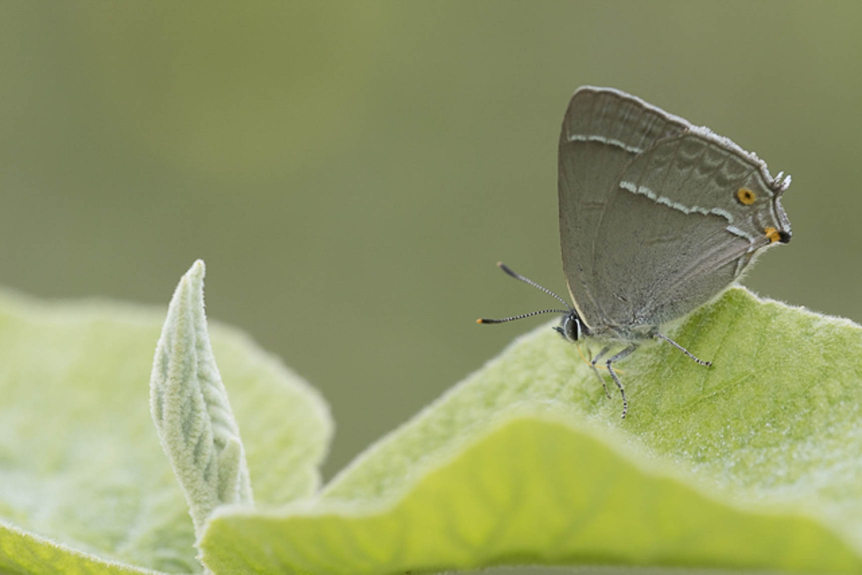 Purple hairstreak (Quercusias quercus)