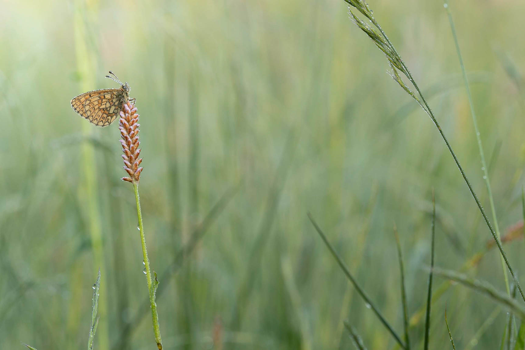 Ringoogparelmoervlinder (Boloria eunomia)