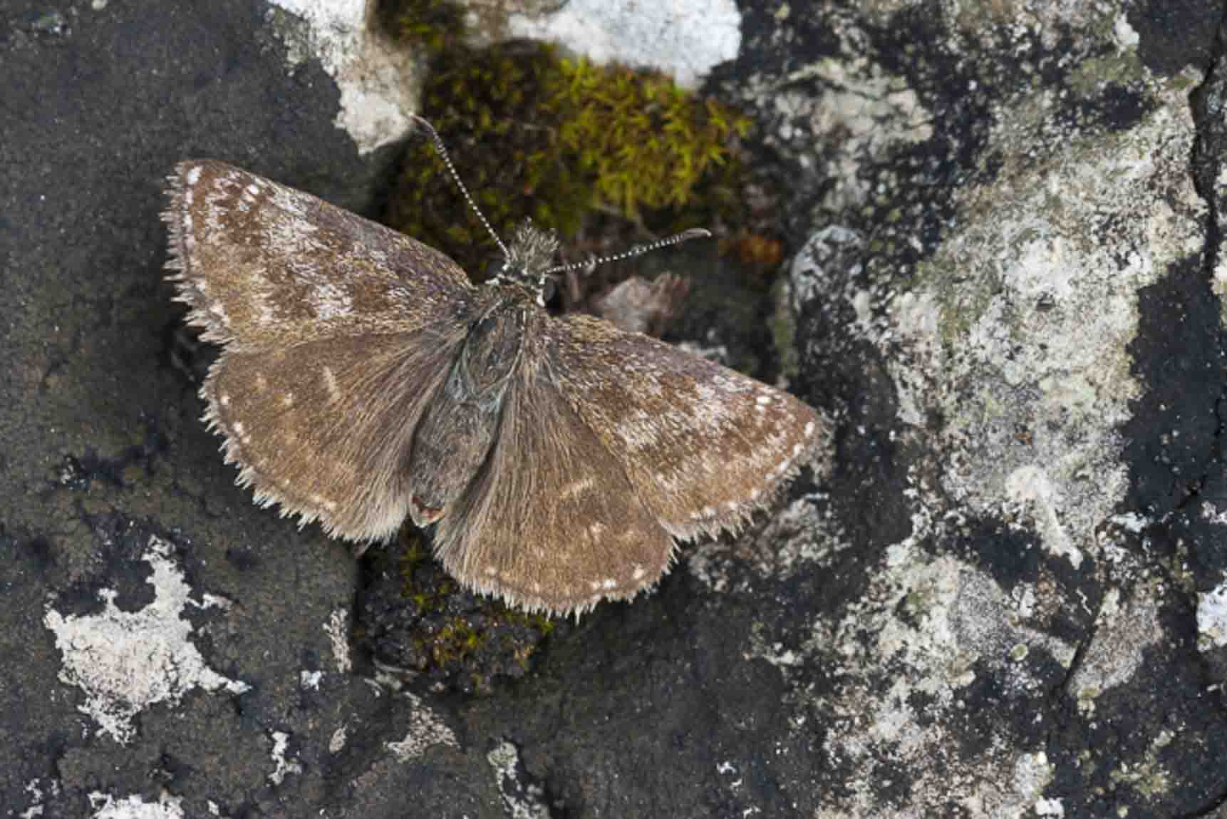 Bruin dikkopje (Erynnis tages)