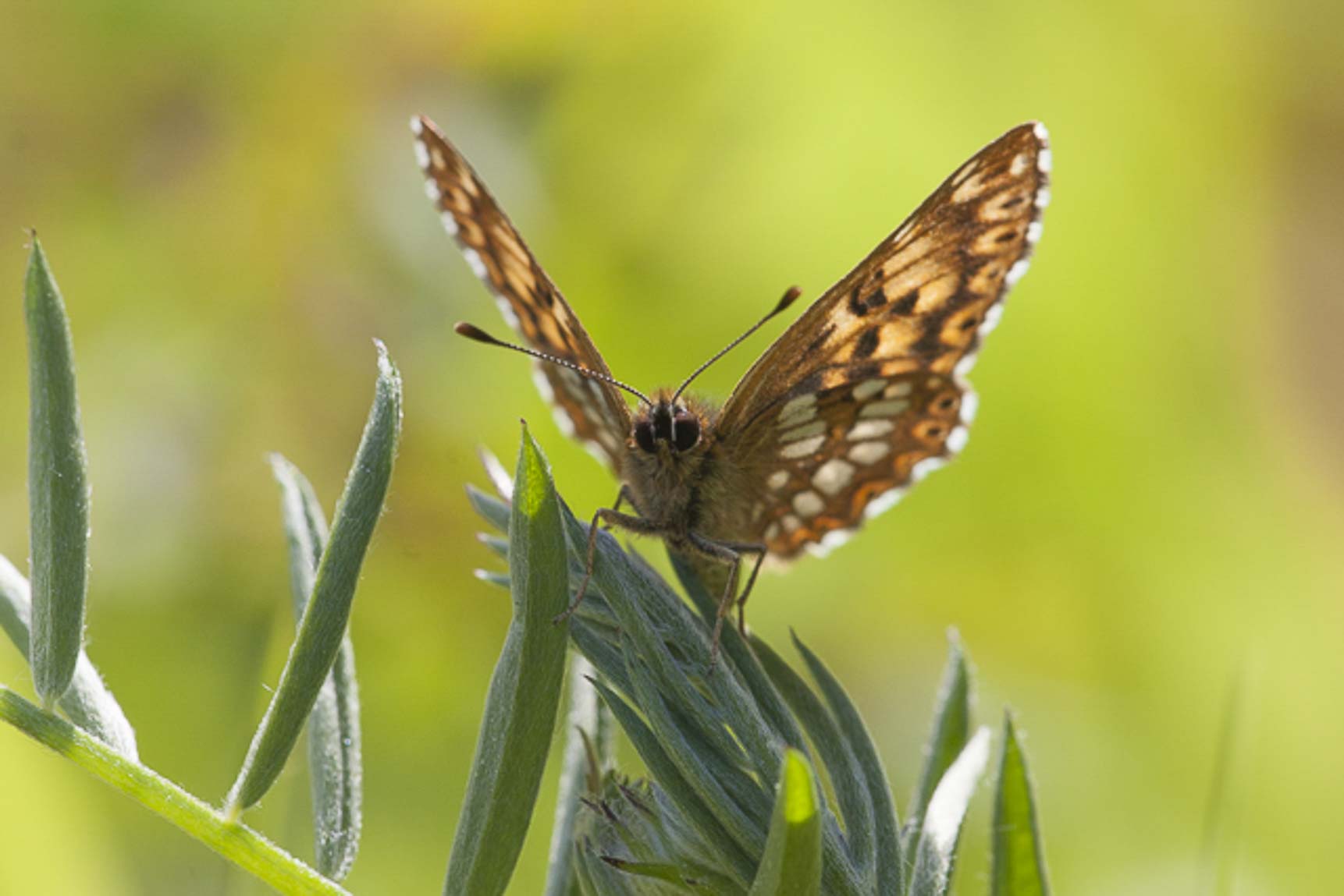 duke of burgundy fritillary (Hamearis lucina)