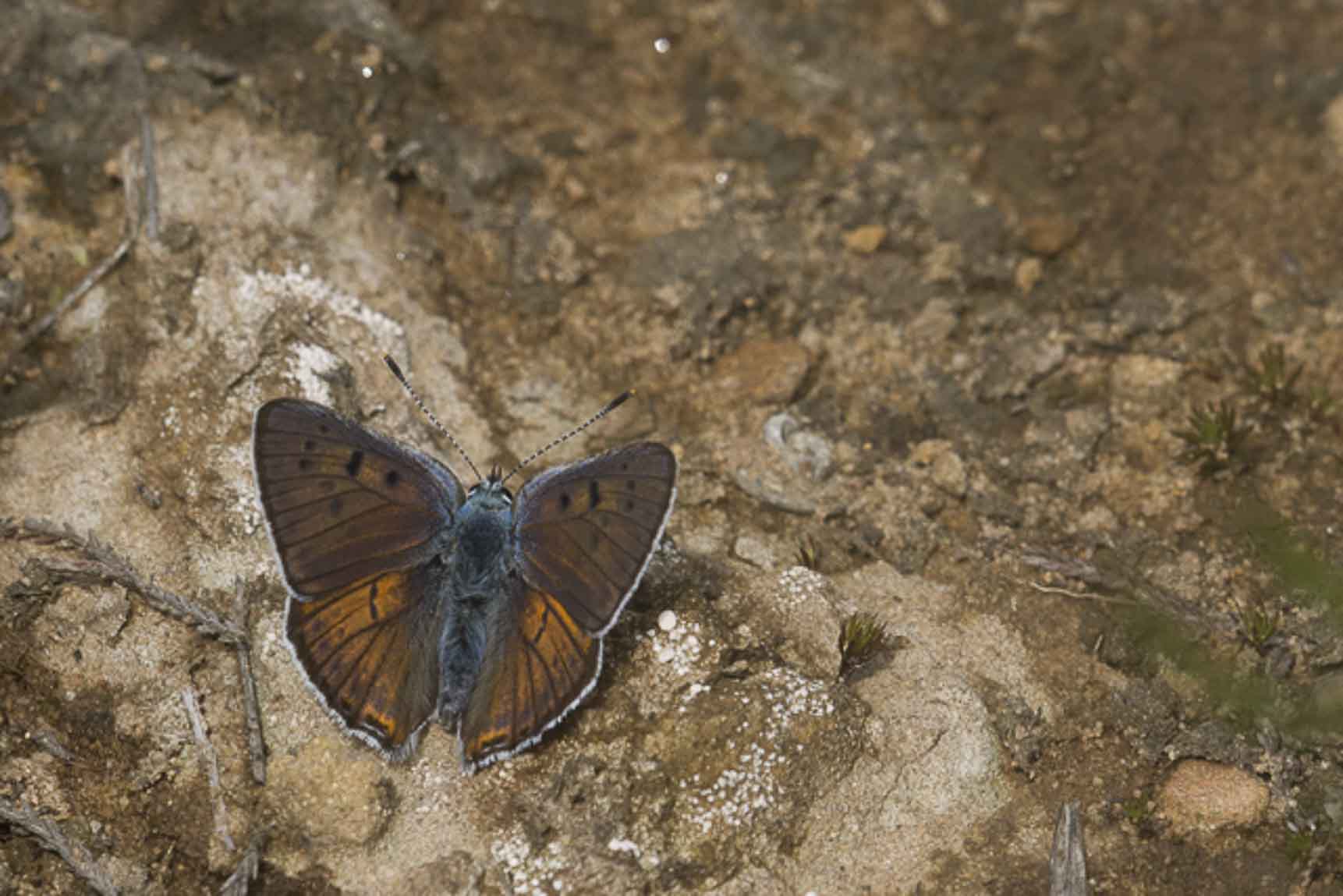 Violette vuurvlinder (Lycaena alciphron)