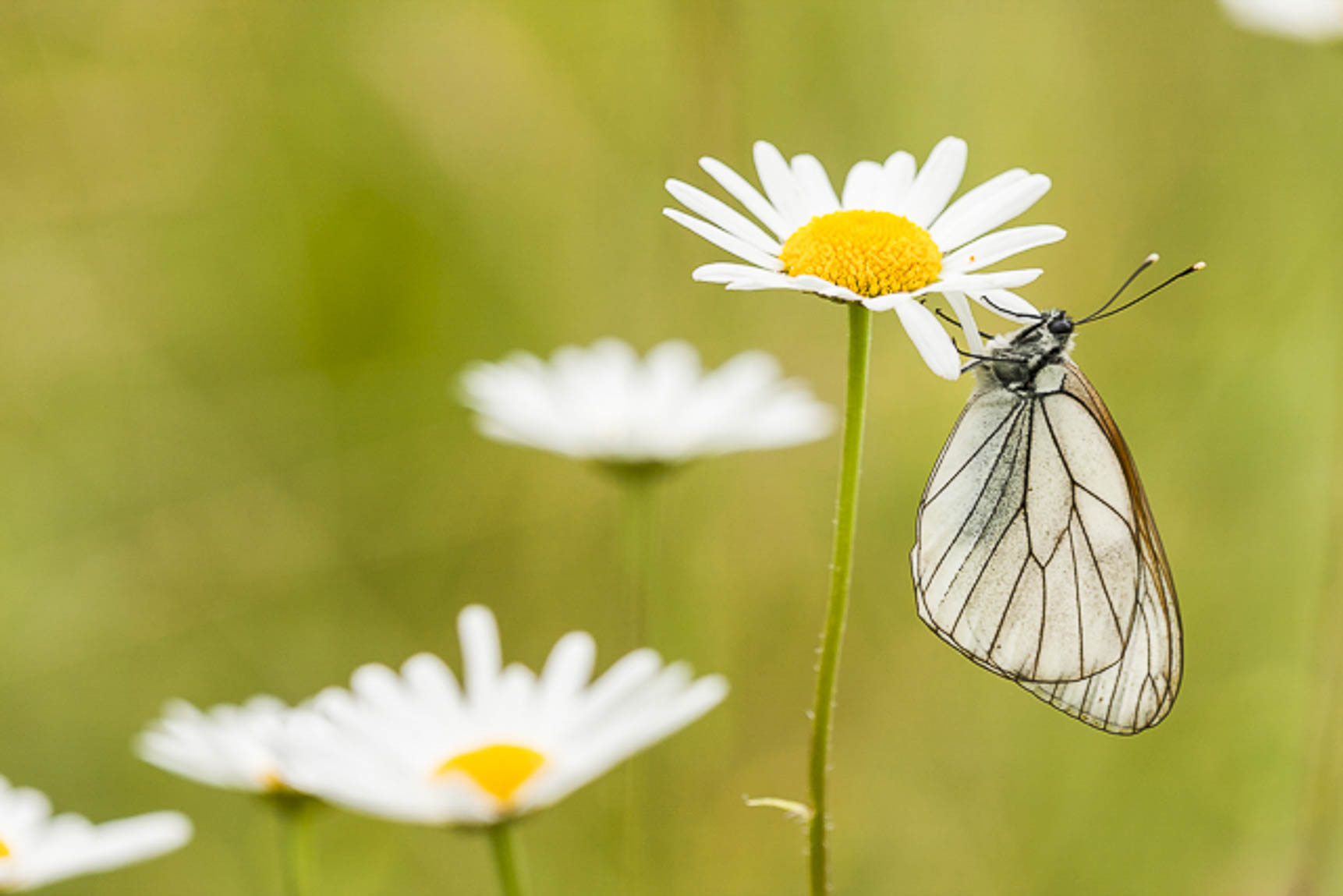 Groot geaderd witje (Aporia crataegi)