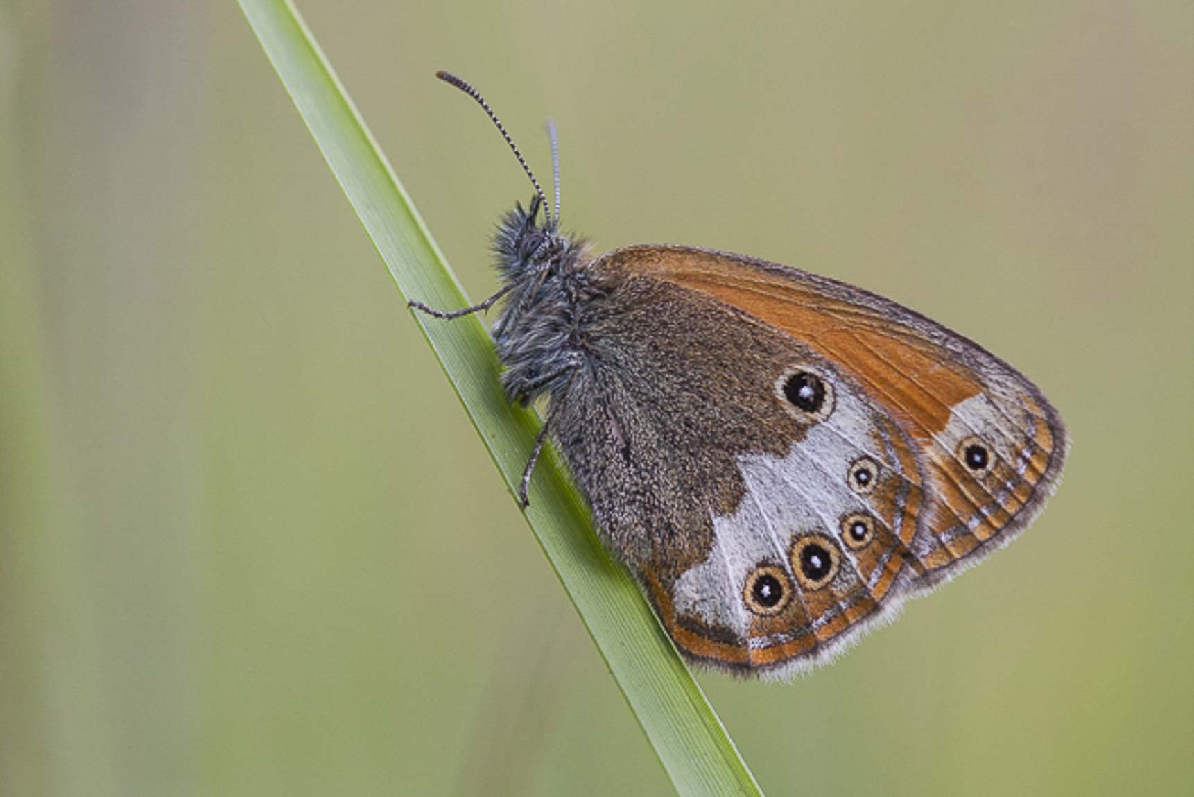 Tweekleurig hooibeestje (Coenonympha arcania)