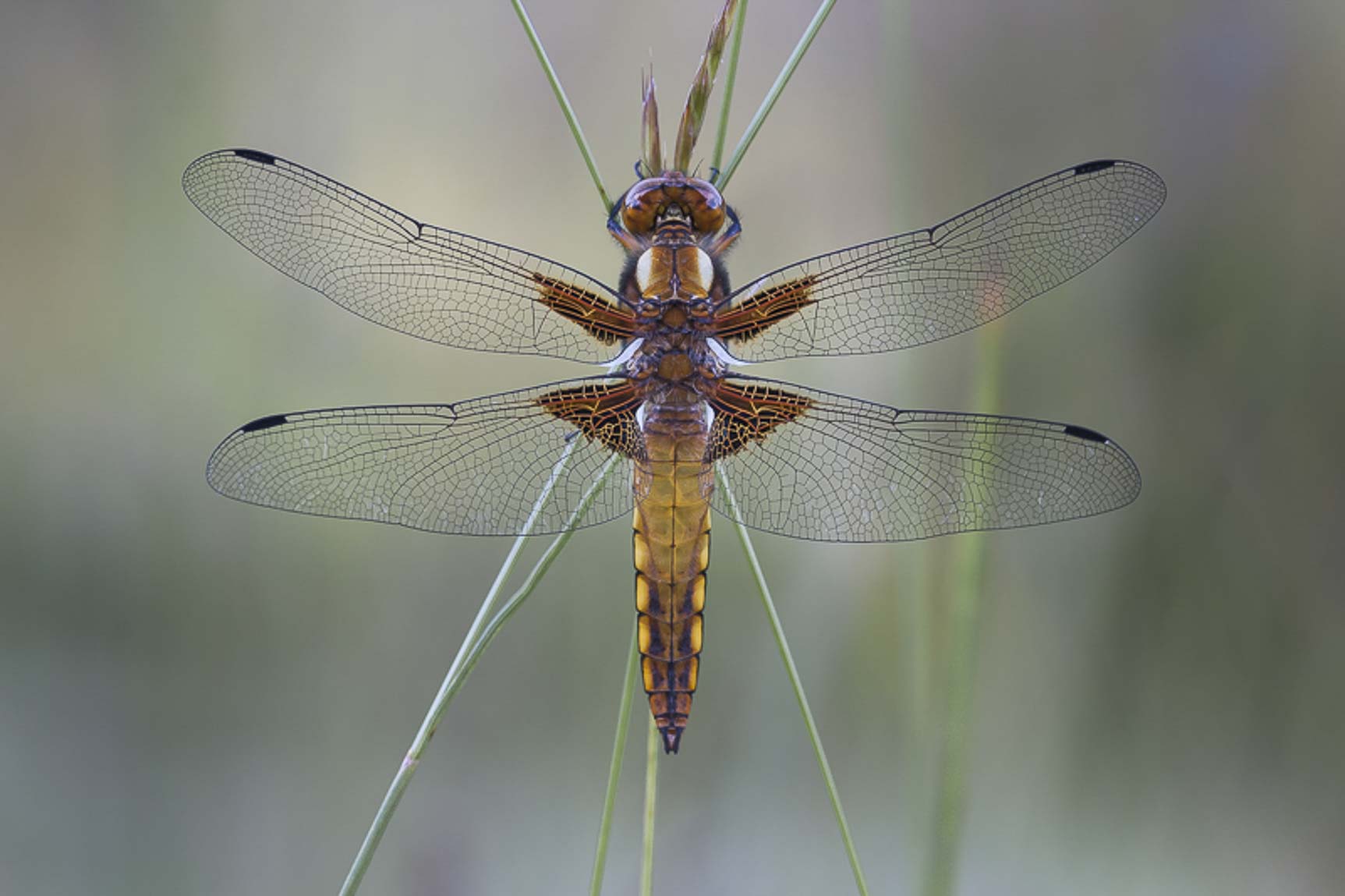 Platbuik (Libellula depressa)