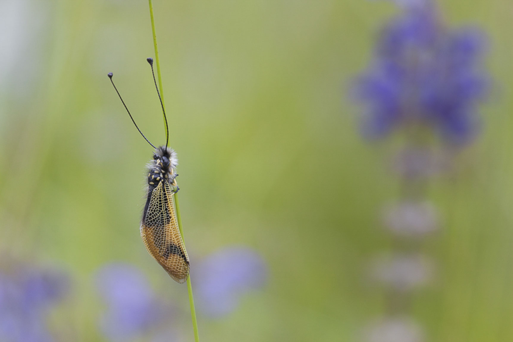 Gewone vlinderhaft (Libelloides coccajus)