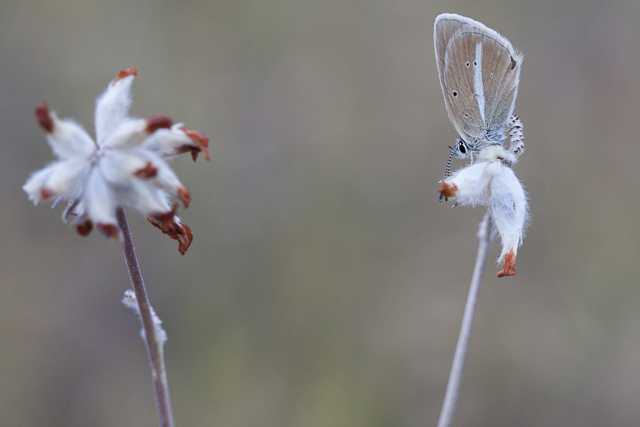 Witstreepblauwtje (Agrodiaetus damon)