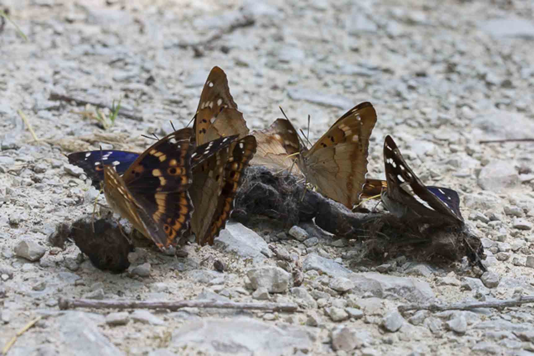 Purple & Lesser Purple Emperors (Apatura iris & illia)