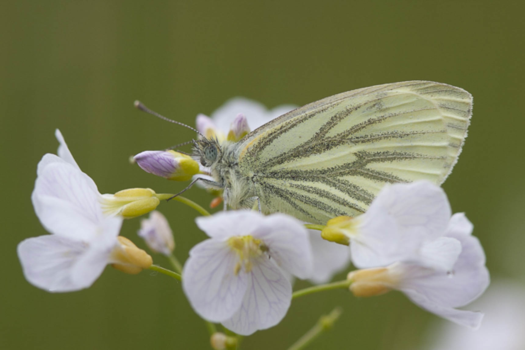 Klein geaderd witje (Artogeia napi)