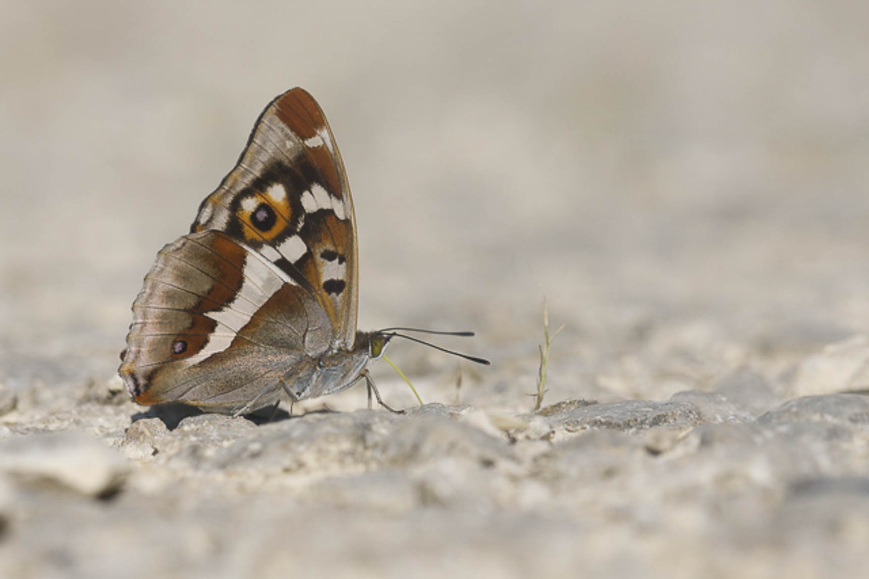 Grote weerschijnvlinder (Apatura iris)