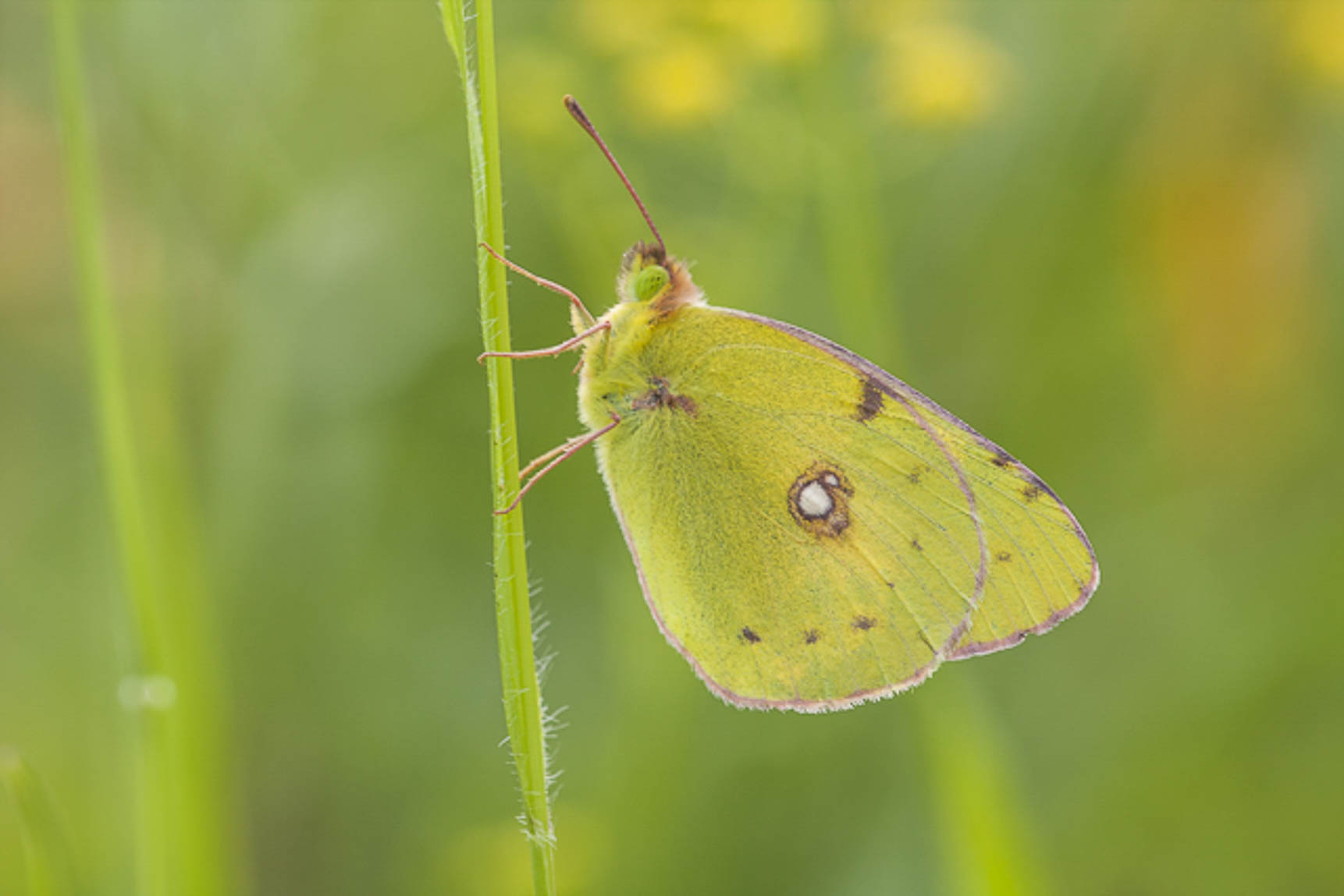 Clouded yellow (Colias crocea)