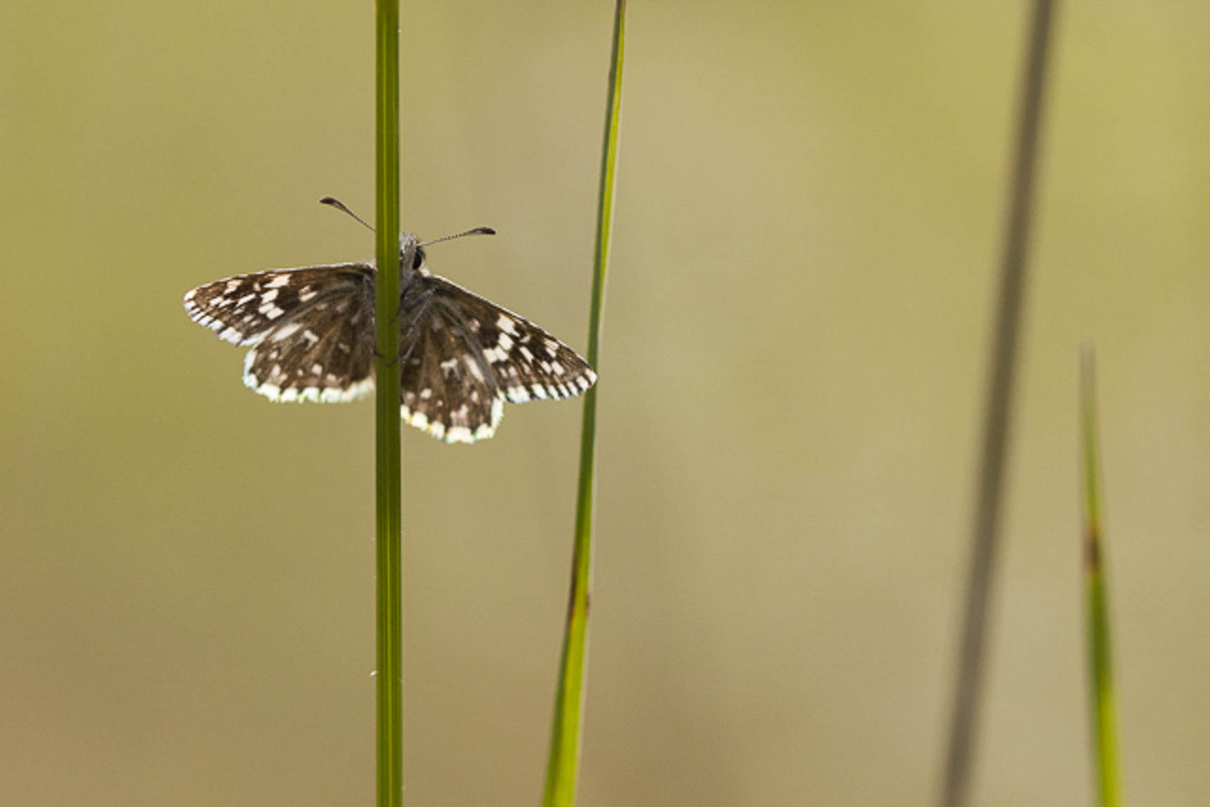 Aardbeivlinder (Pyrgus malvae)