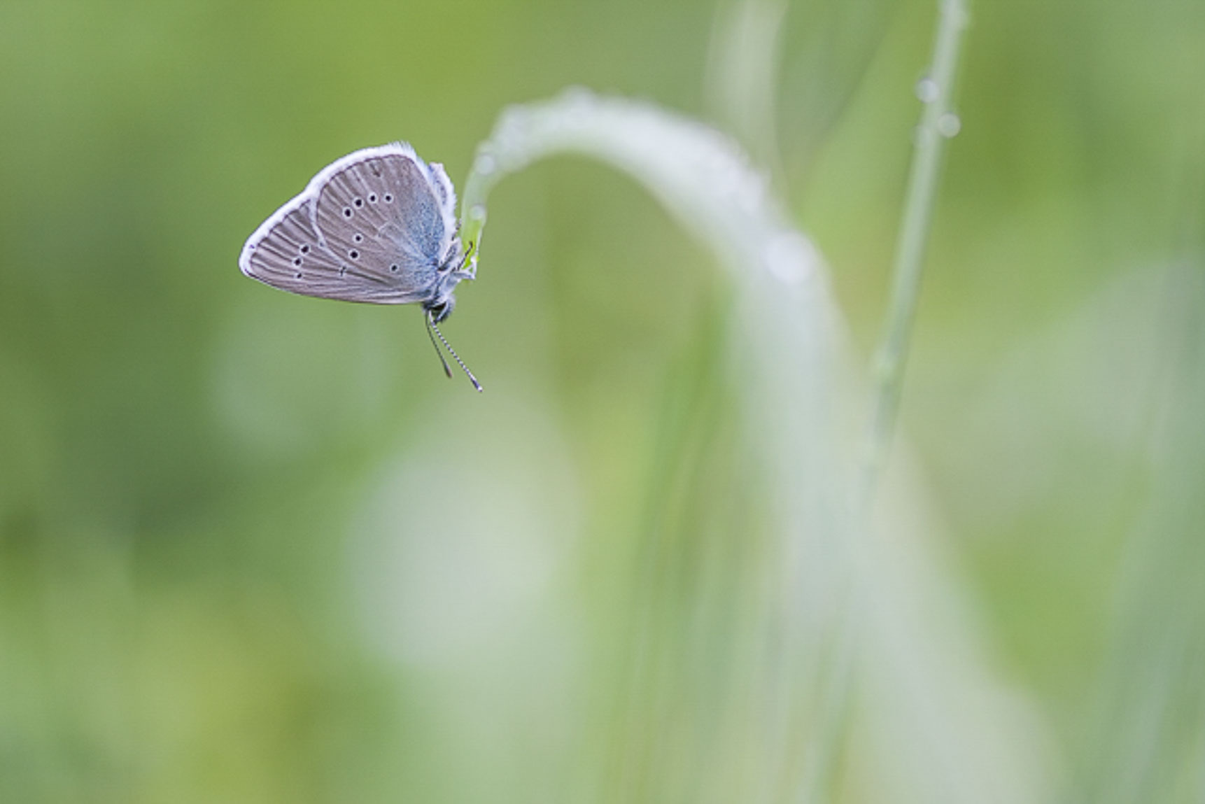 Mazarine blue (Cyaniris semiargus)