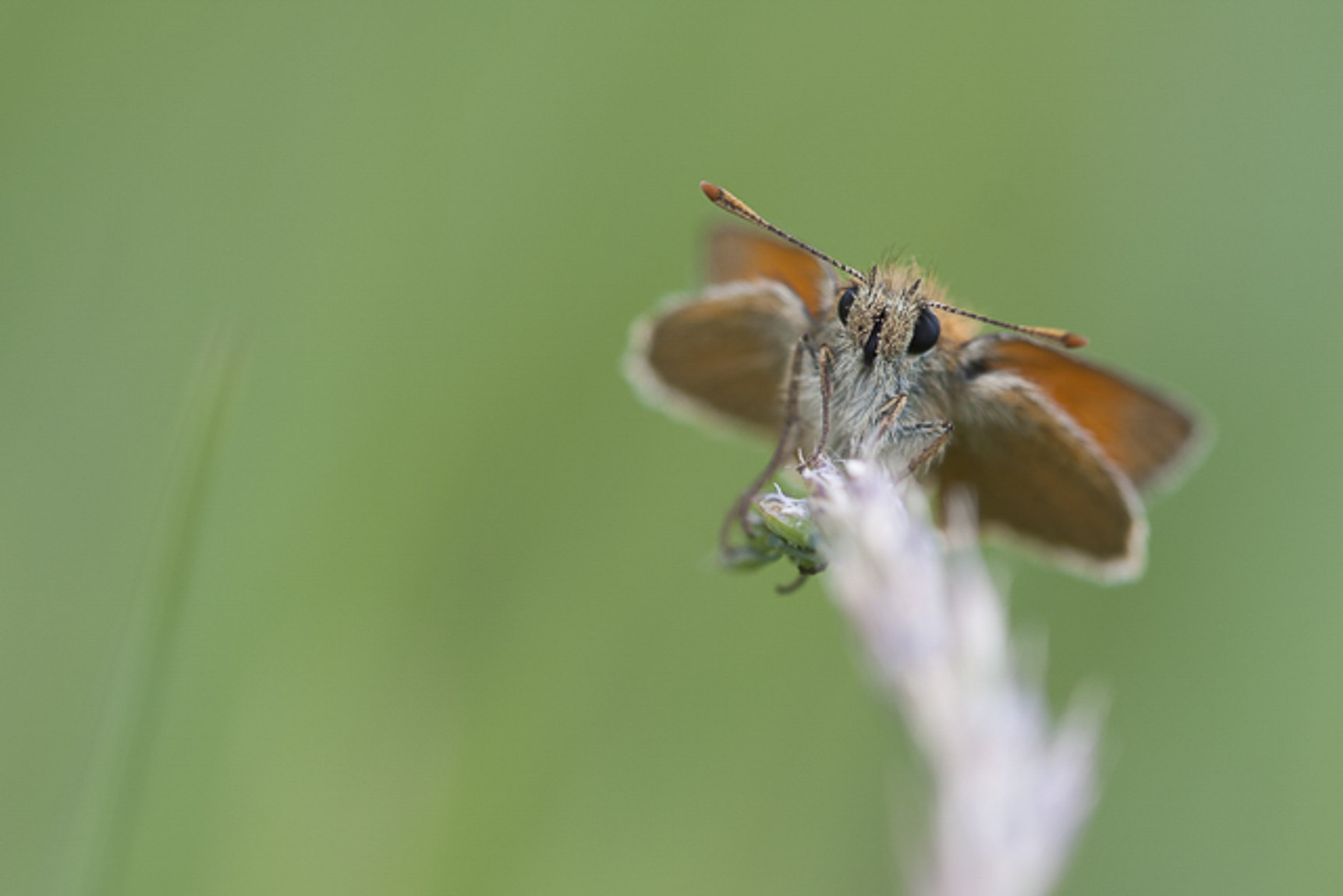 Geelsprietdikkopje (Thymelicus sylvestris)