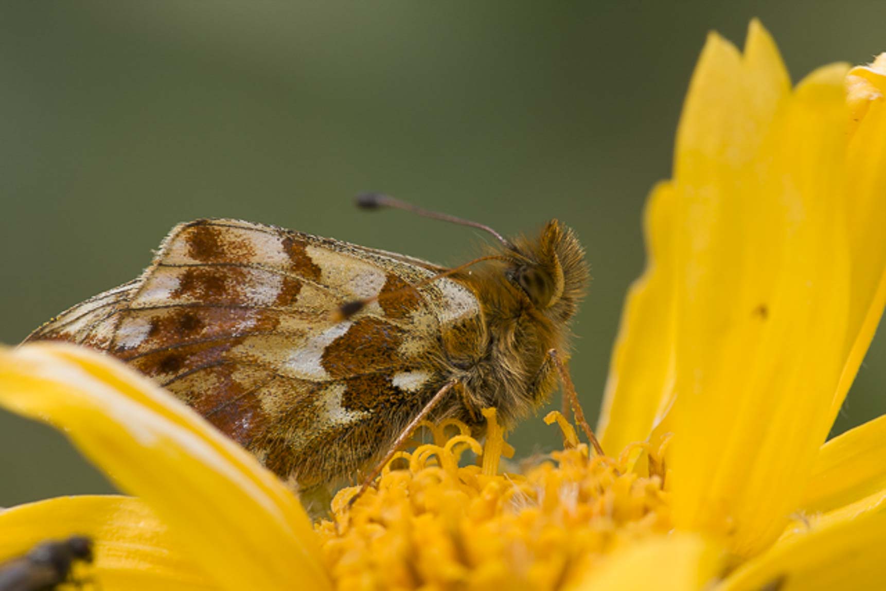 Bergparelmoervlinder (Boloria napaea)