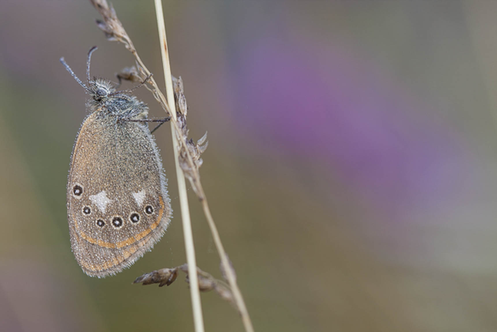 Chestnut Heath (Coenonympha glycerion)