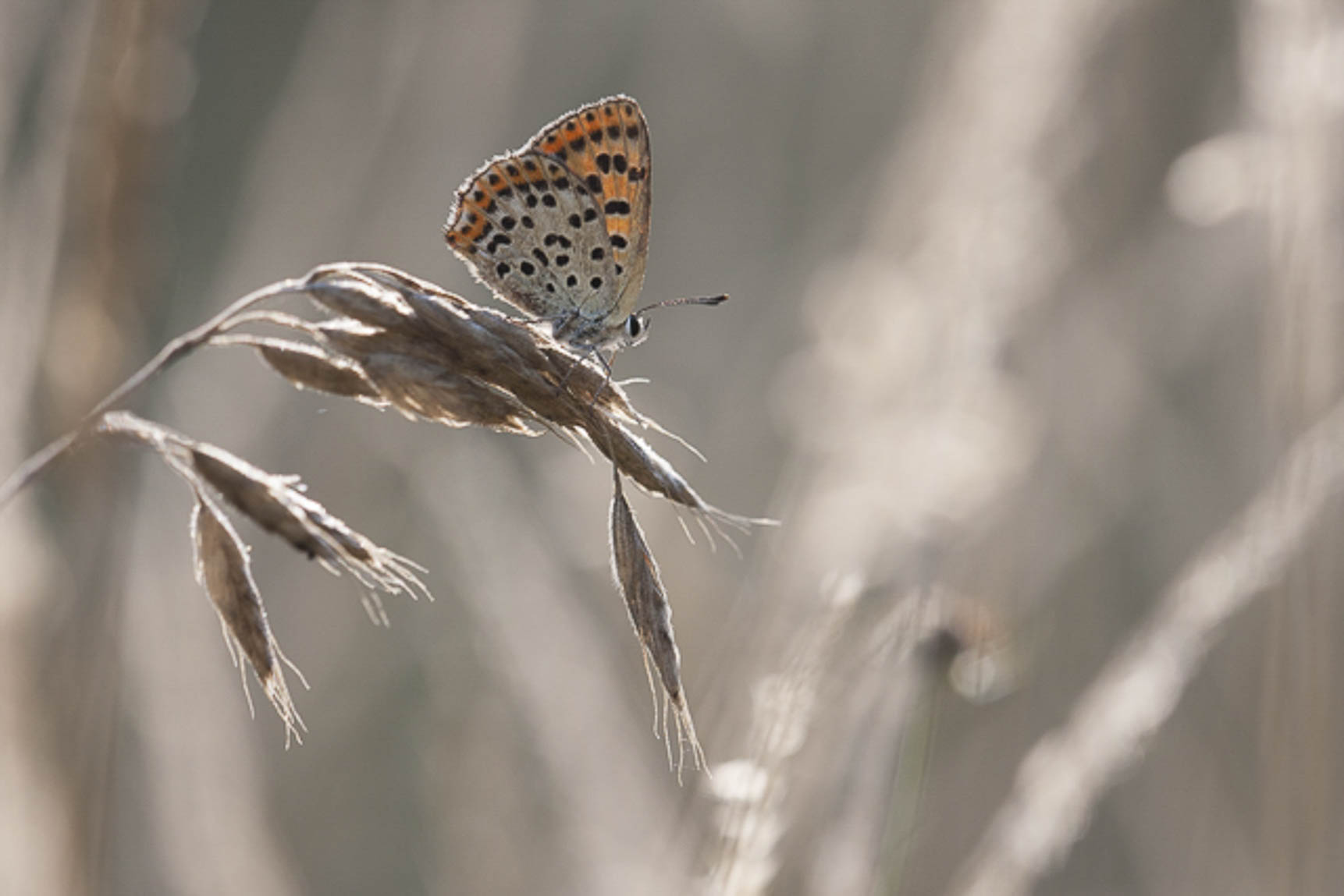 Sooty Copper (Lycaena tityrus)