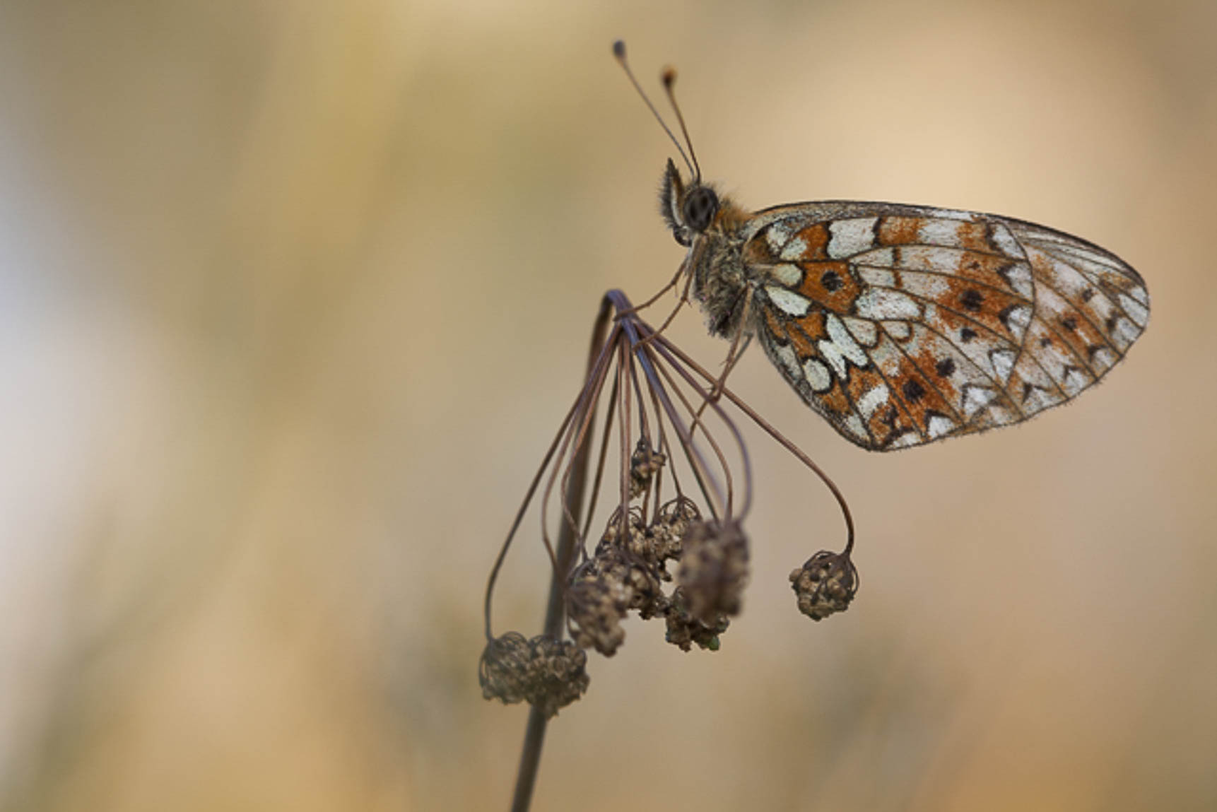 Small pearl bordered fritillary (Clossiana selene)