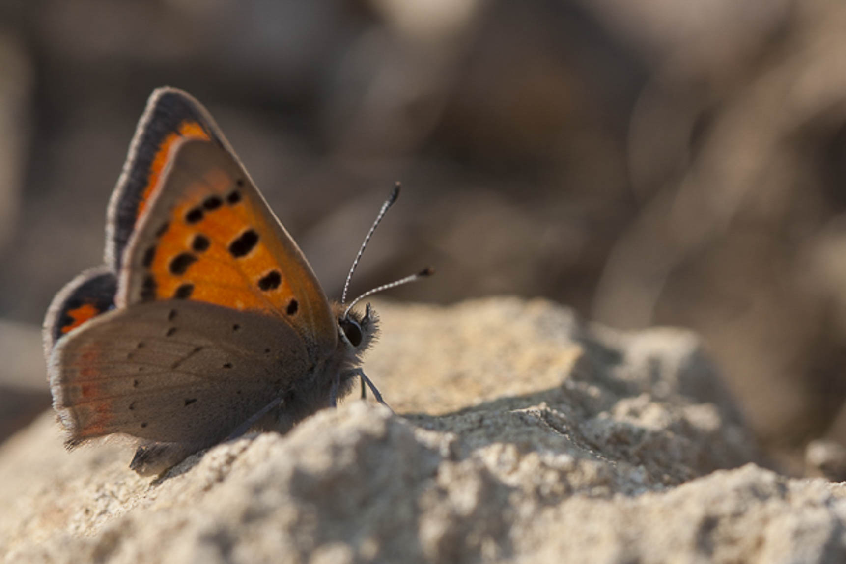 Kleine vuurvlinder (Lycaena phlaeas)